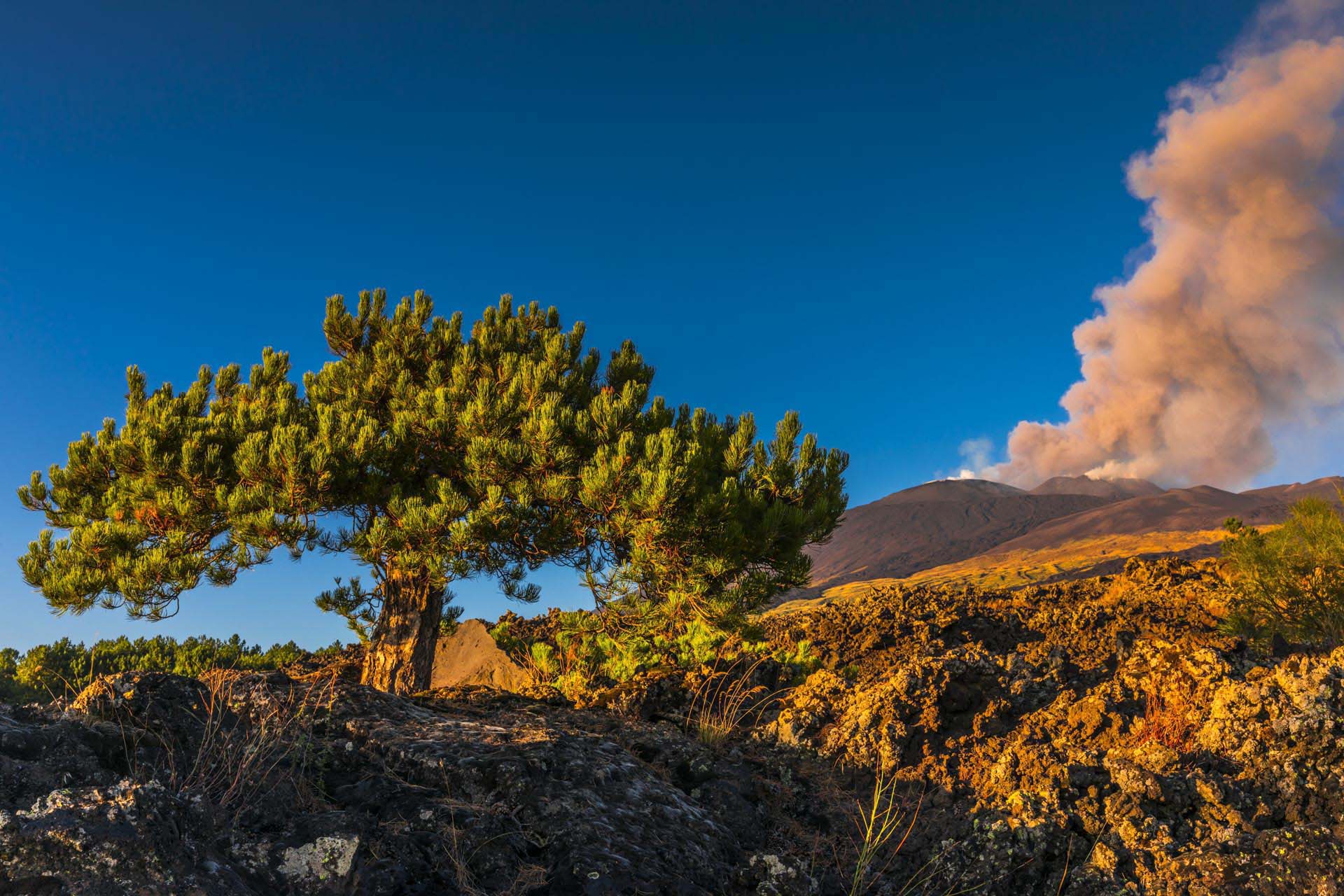0a1a9272-Il Bonsai dell'Etna, resilienza verde tra le colate laviche