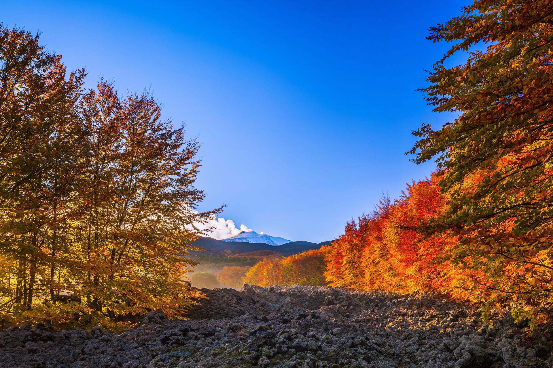 mg_4051-Etna, la faggeta di Monte Spagnolo e la colata lavica del 1981