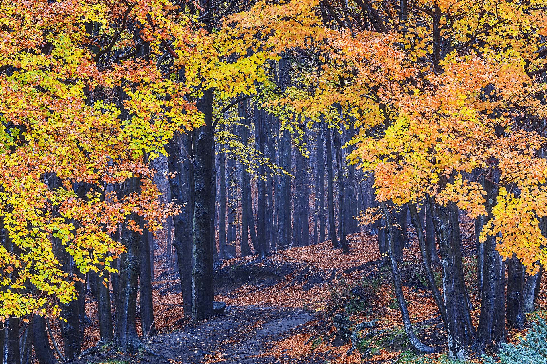 Faggeta nel percorso altomontano