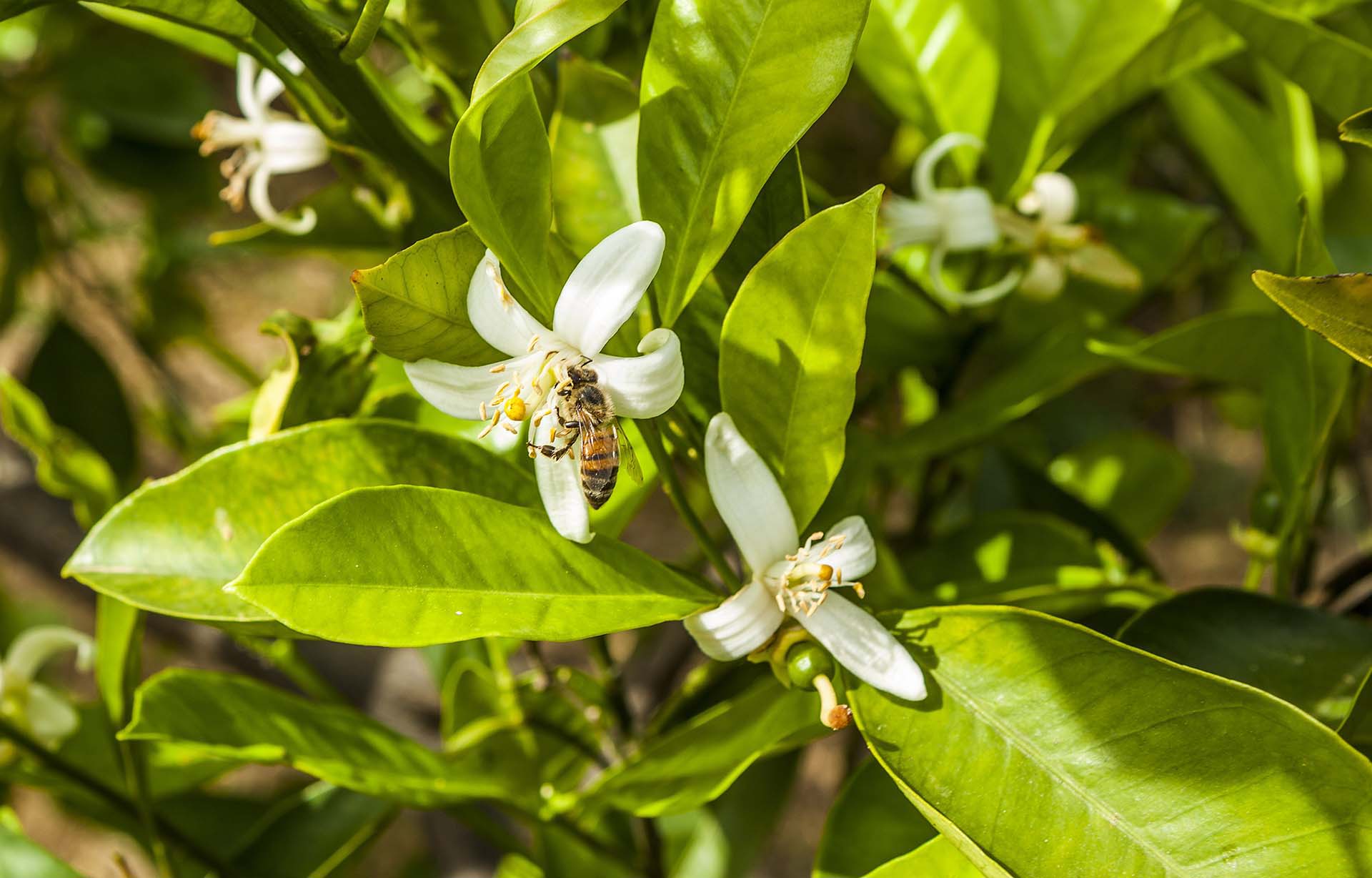 mg_7655-20 maggio giornata mondiale delle Api