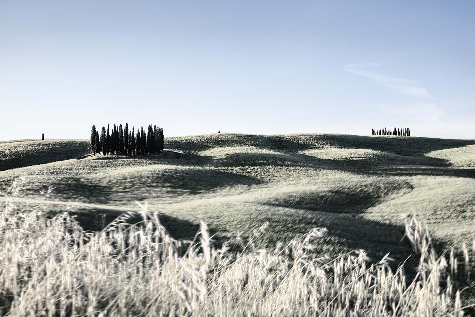 I cipressi più famosi di tutta la toscana.