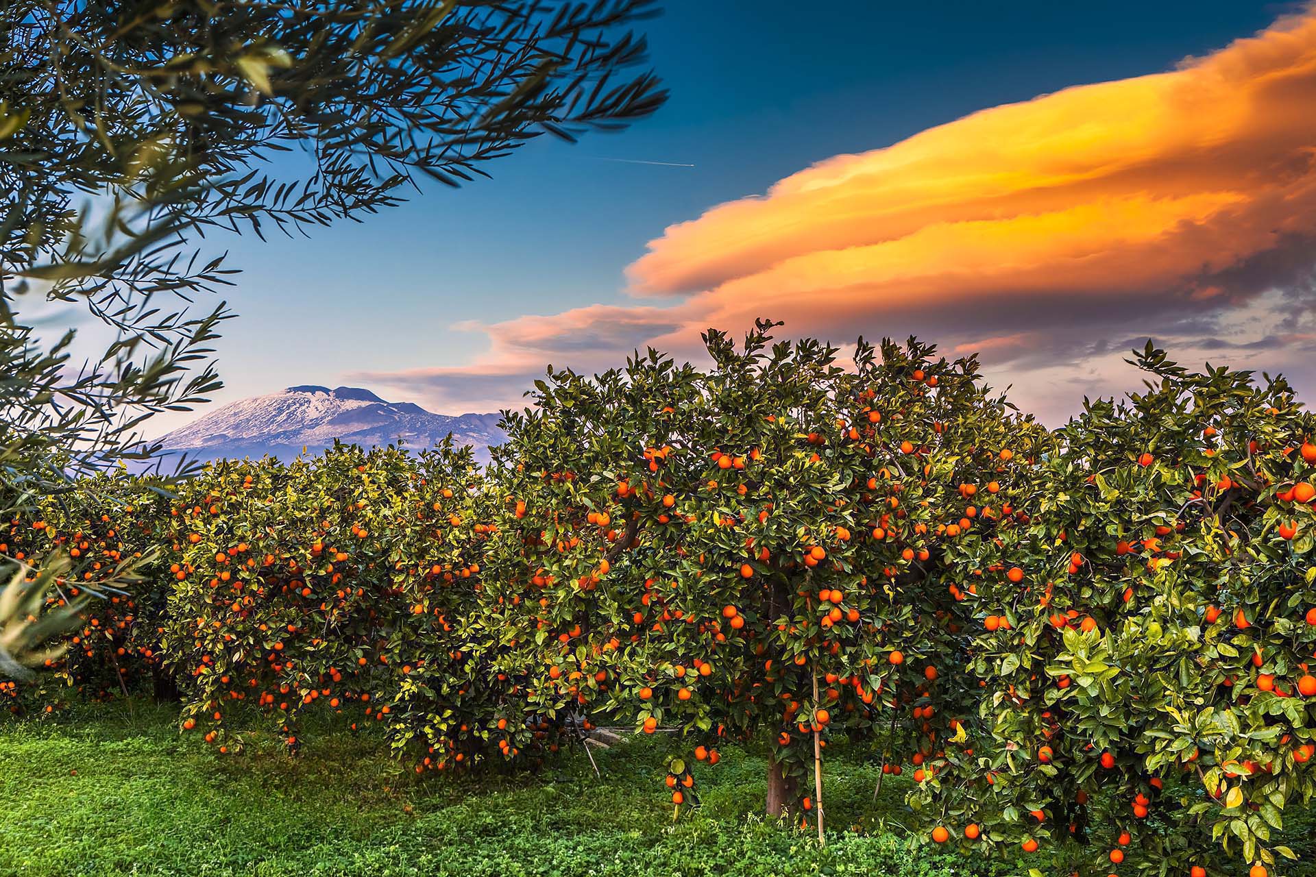 SIM-474035 - Le arance dell’Etna
