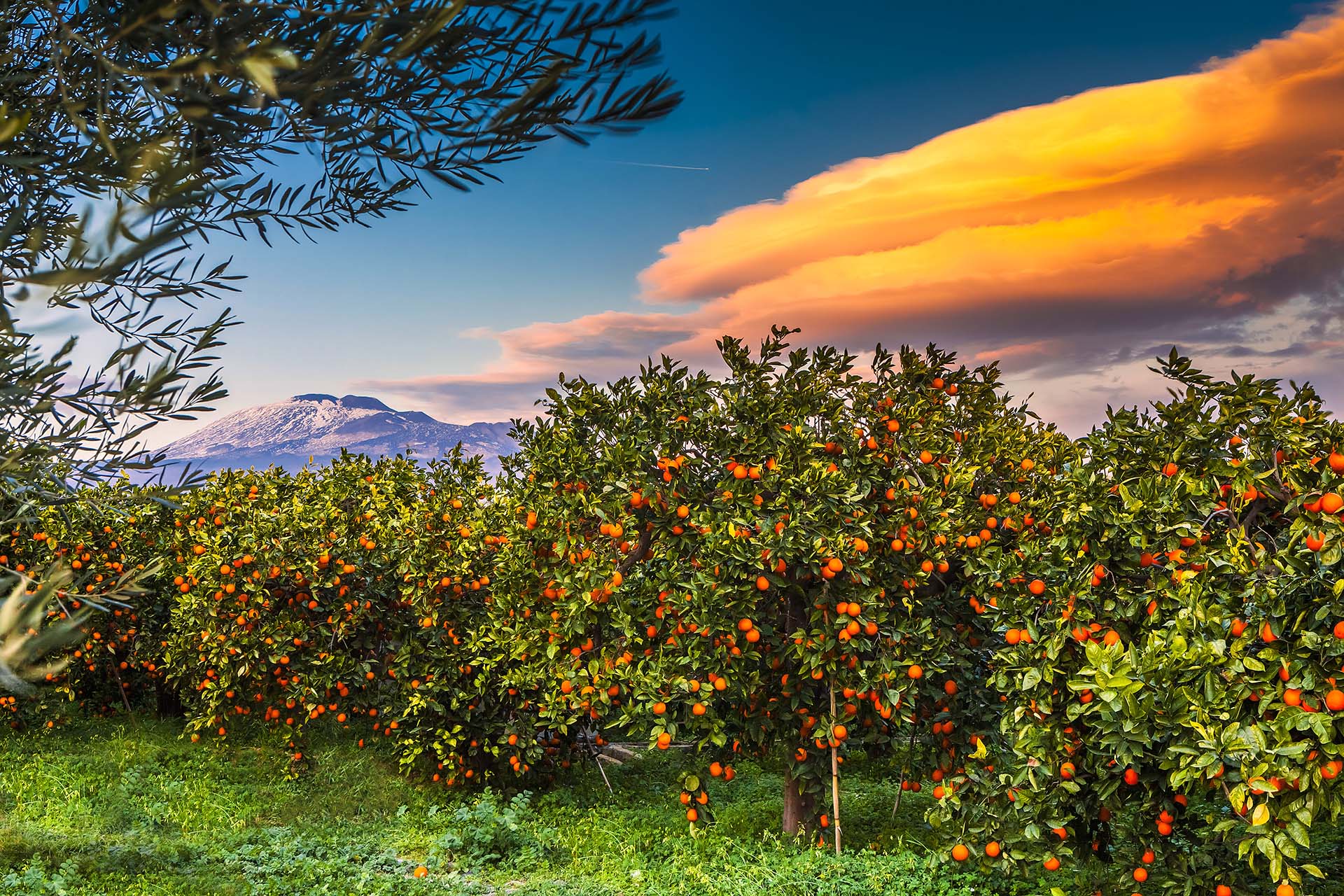 Le arance dell'Etna