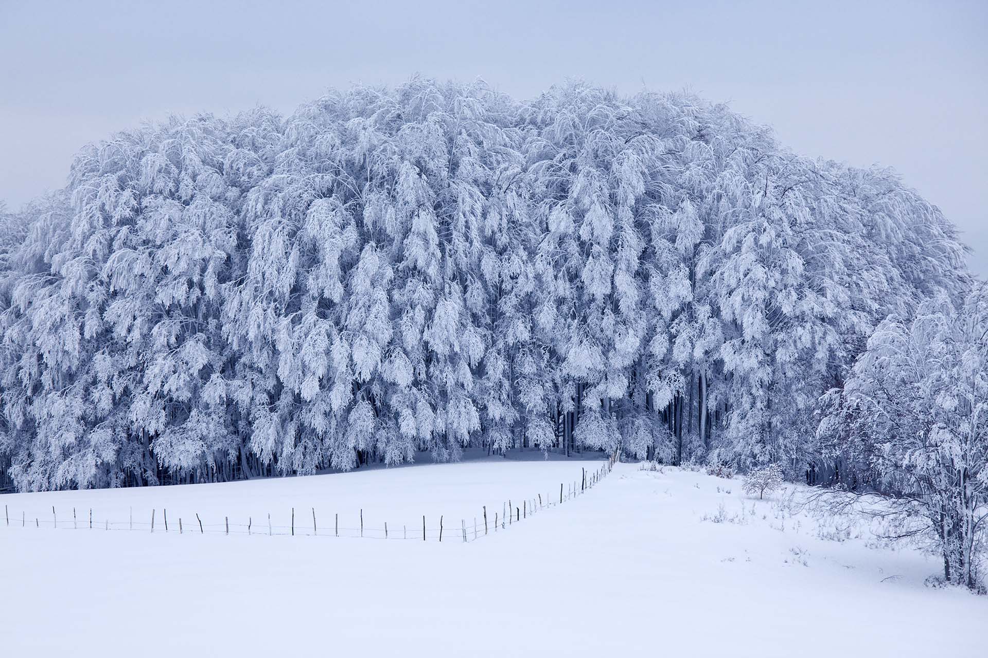 SIM-755963 - Calabria, Parco della Sila, faggeta innevata a Macchia Sacra
