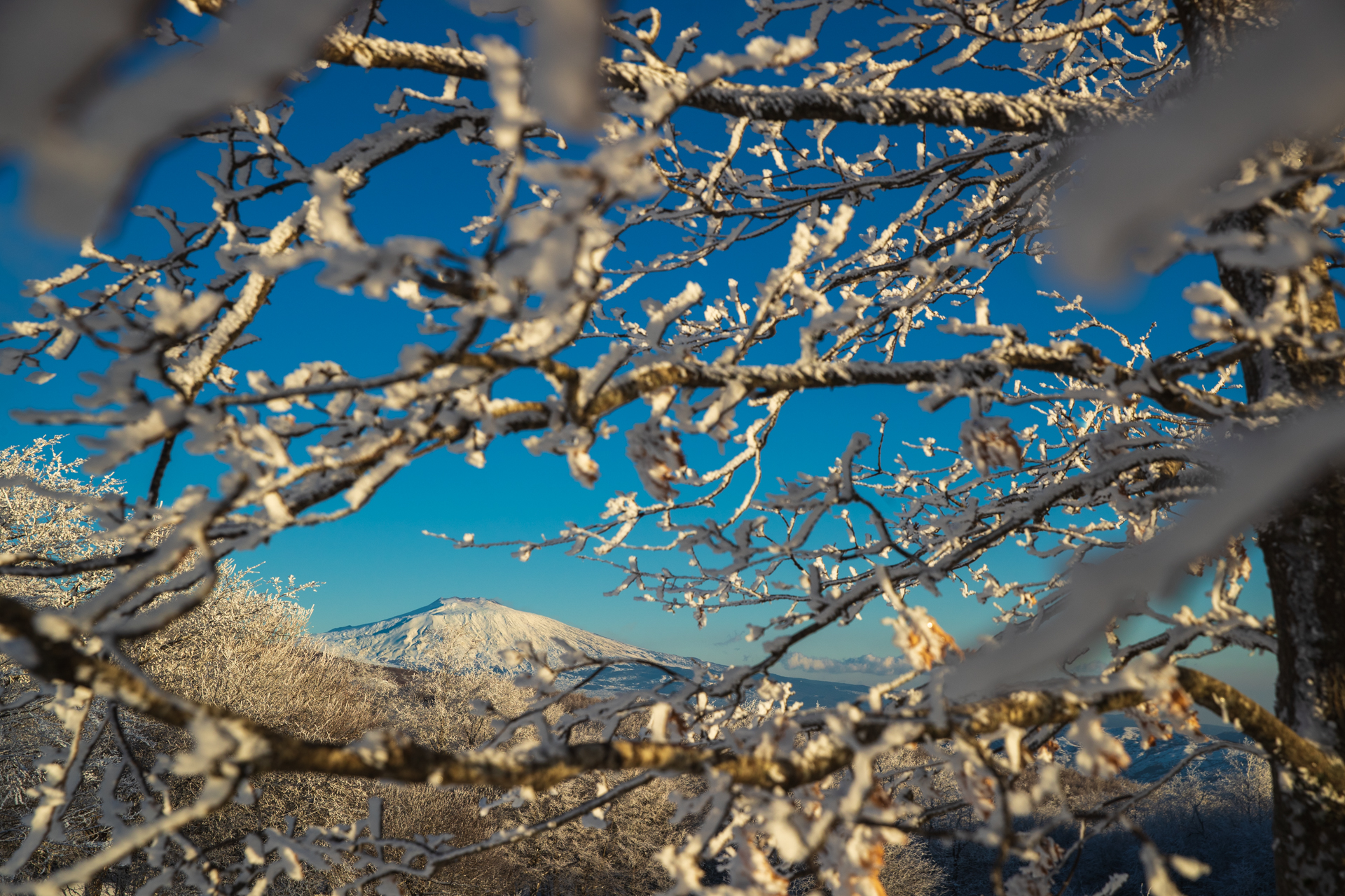 Etna in mezzo ai rami
