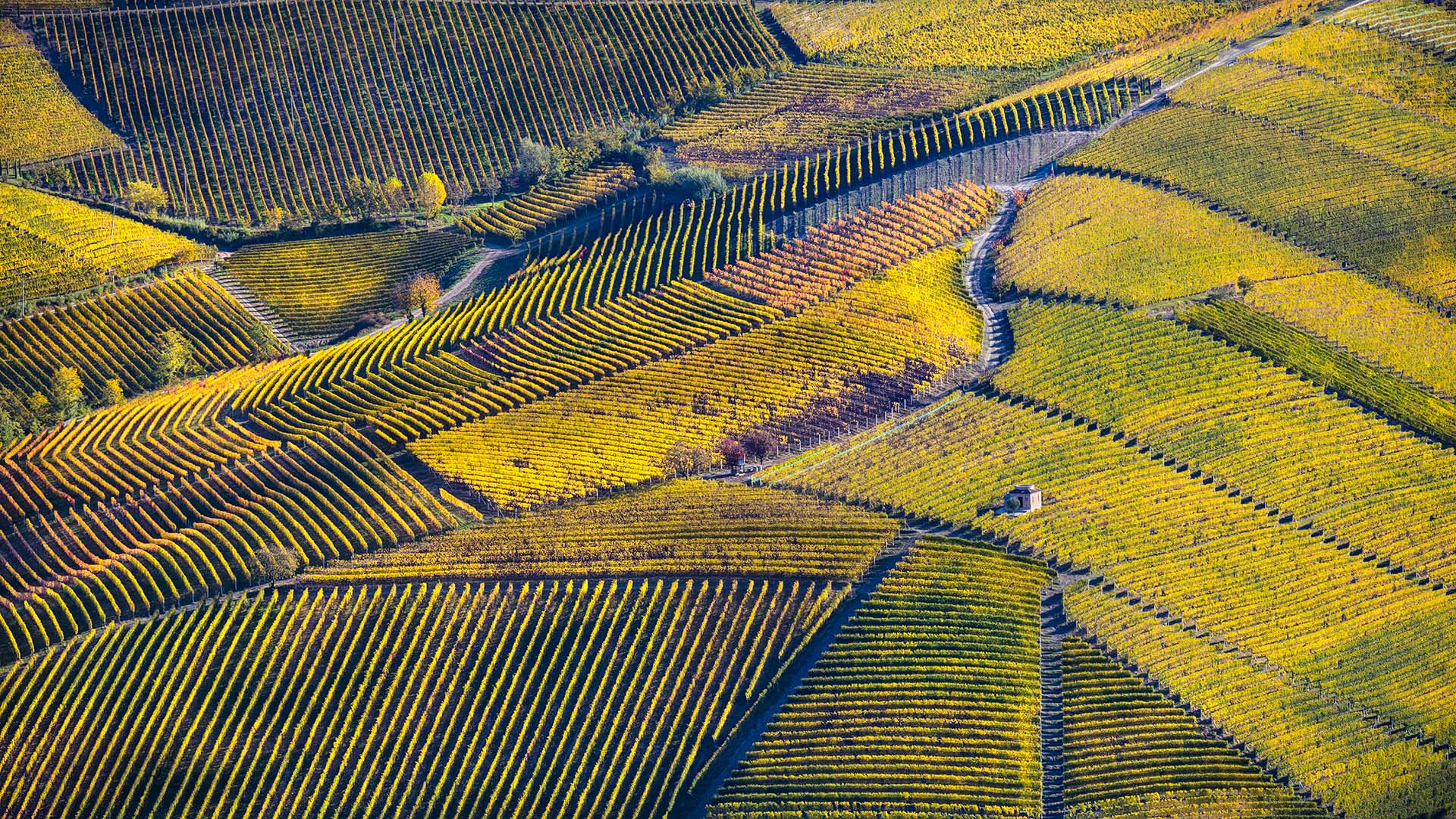 Vigneti delle Langhe in piemonte