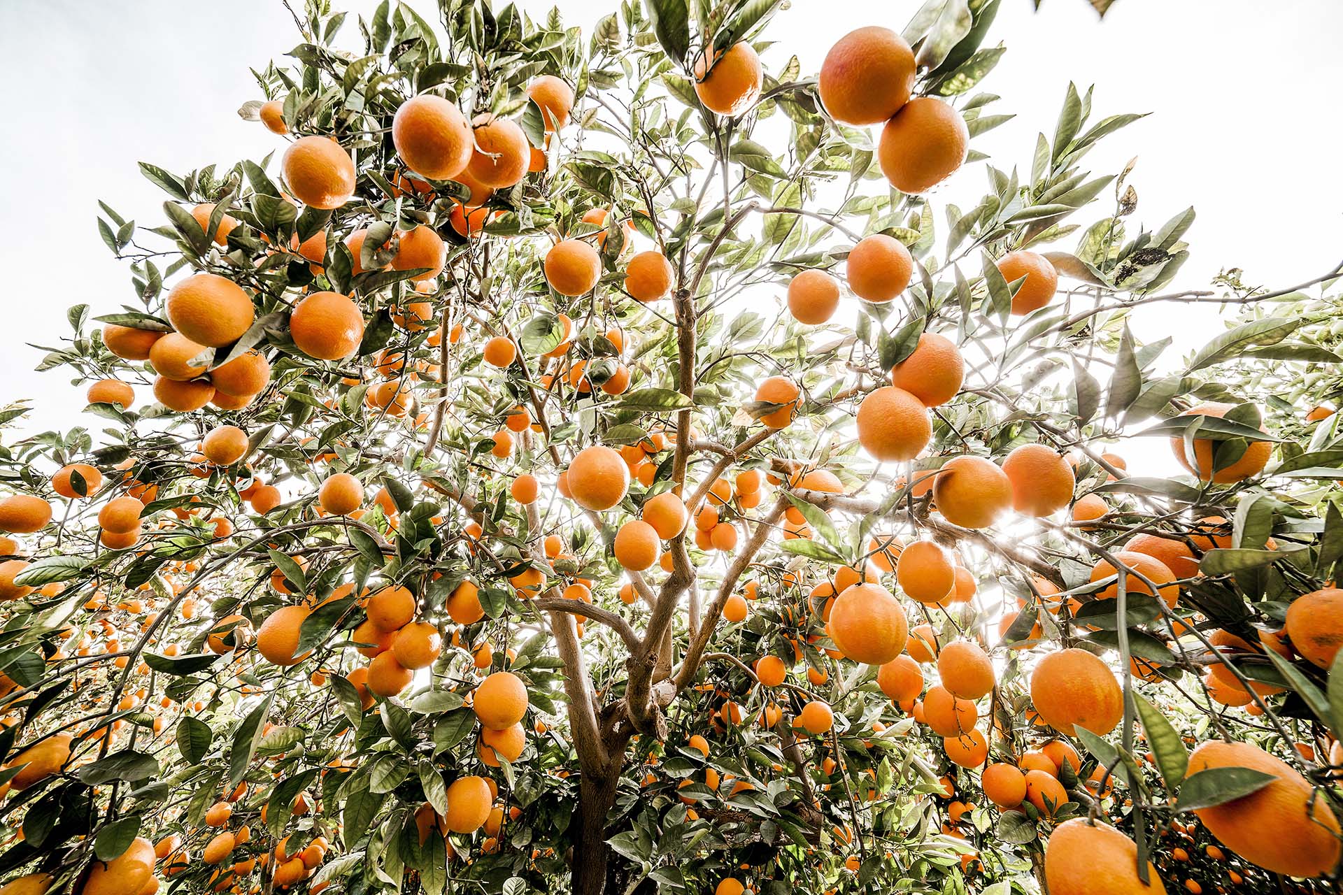 Il tarocco siciliano