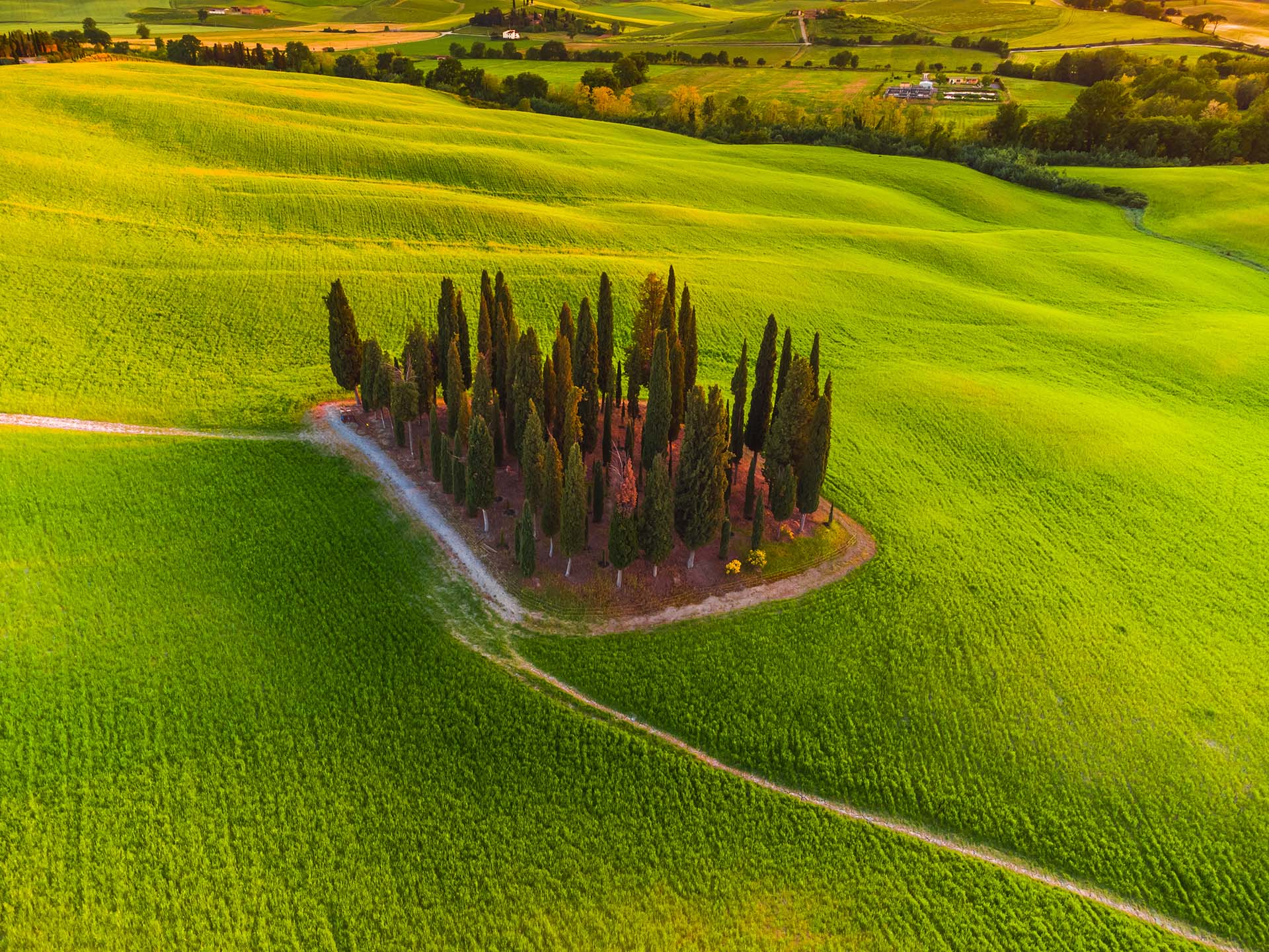 Toscana, Val d'Orcia. Veduta aerea dei tipici cipressi di San Quirico d'Orcia