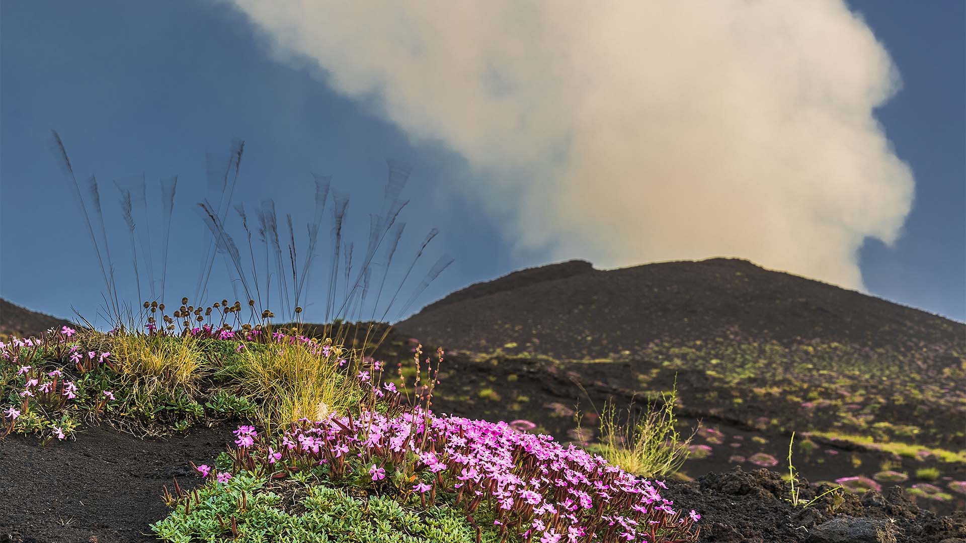 Saponaria dell'Etna