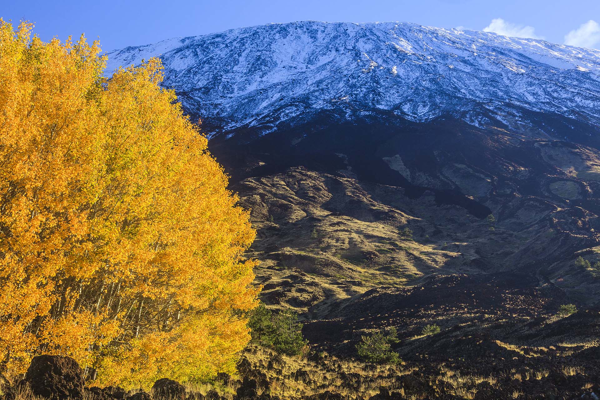 Etna versante ovest, bosco di Betulle in autunno