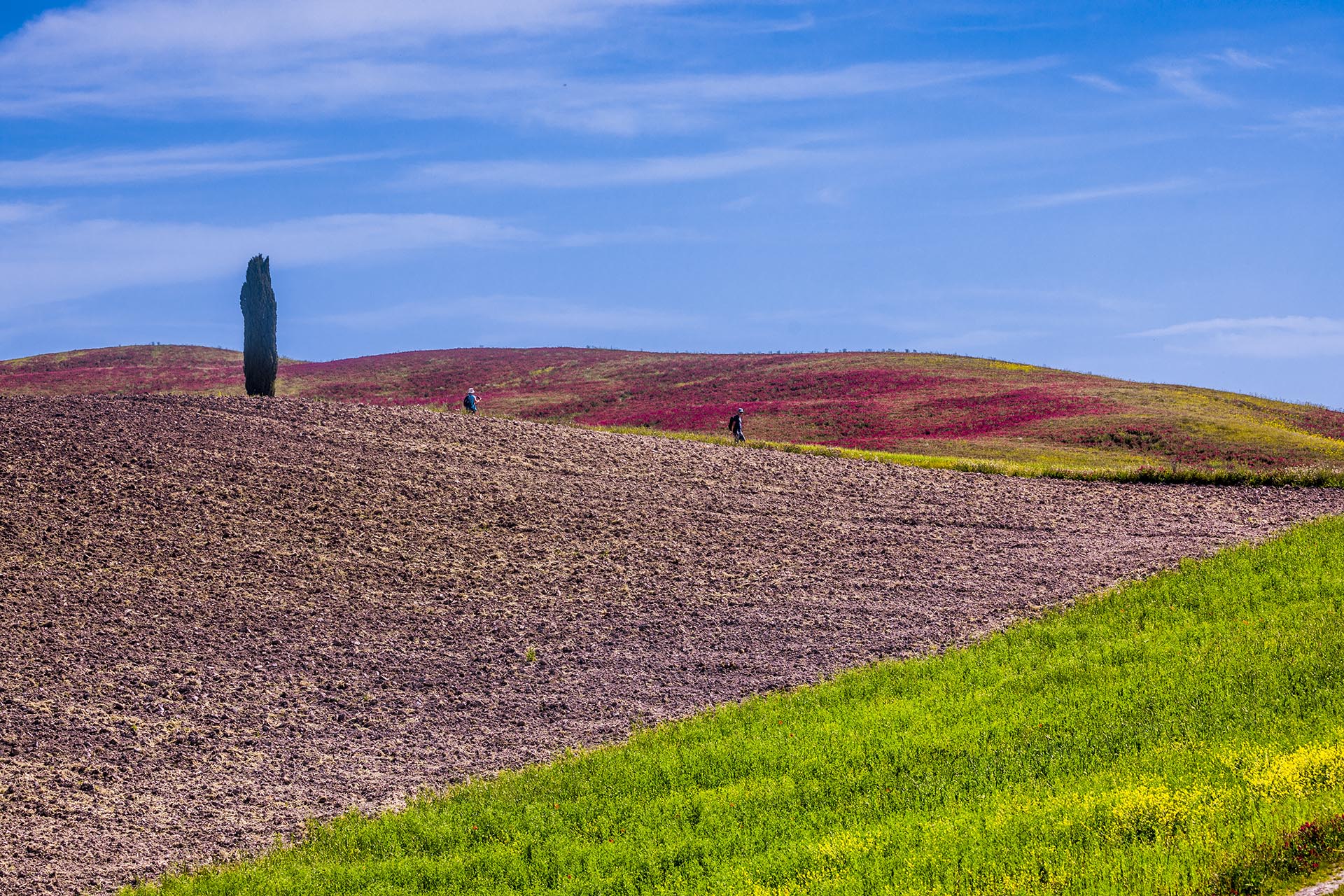 Toscana, Val d'Orcia. Veduta del tipico paesaggio di San Quirico d'Orcia