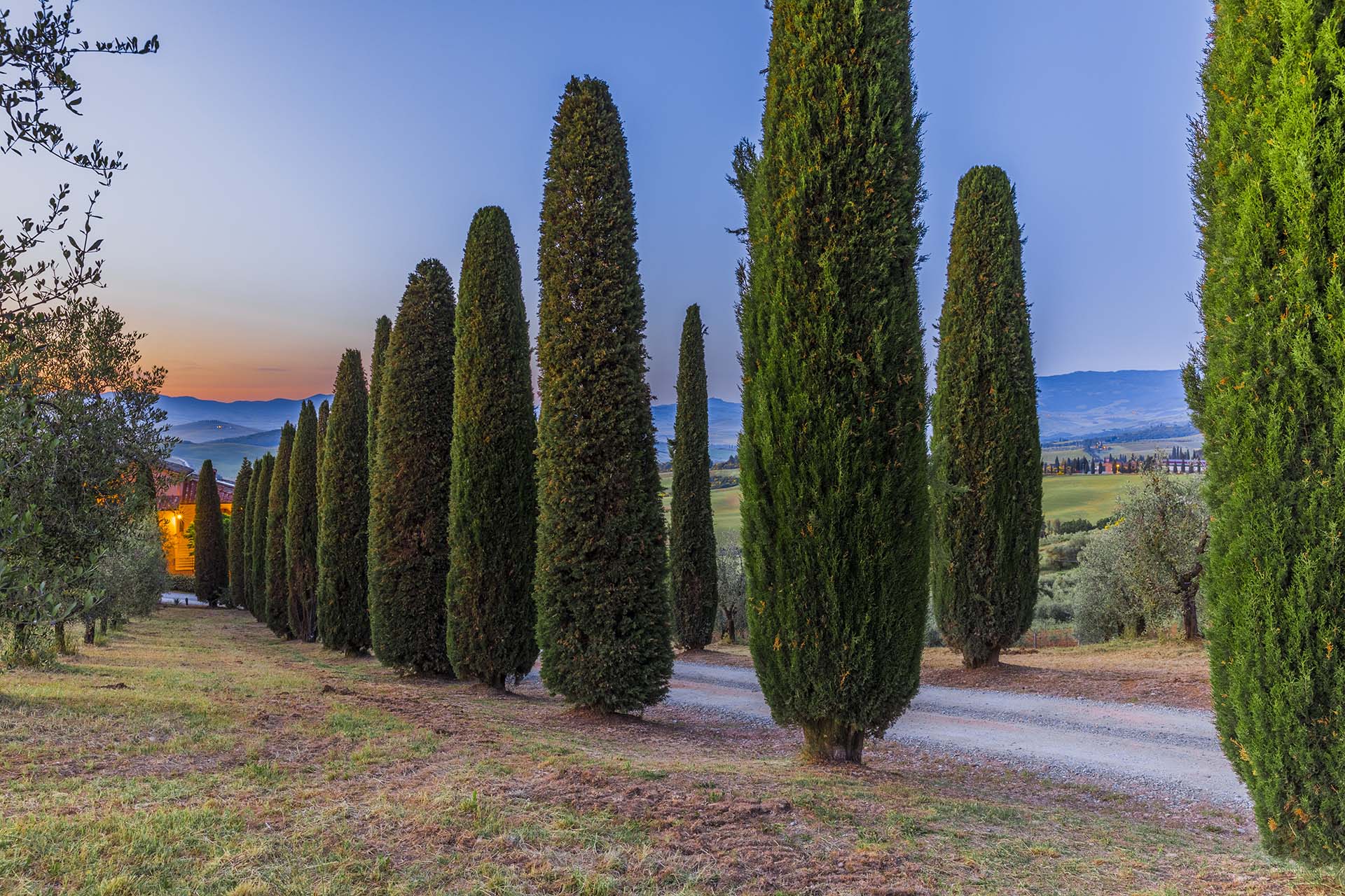 Toscana, Val d'Orcia, i cipressi di Podere Belvedere