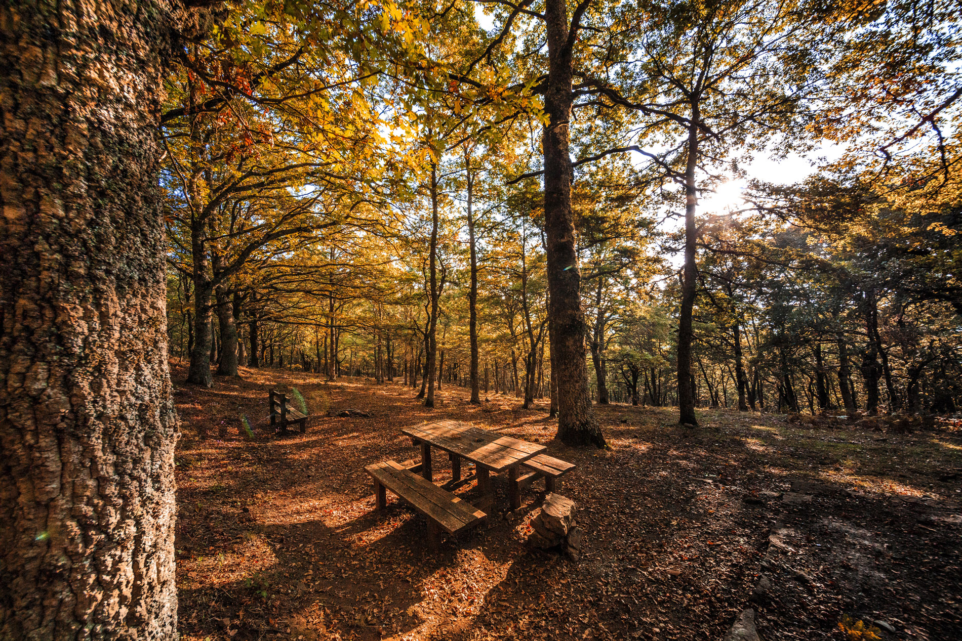 Bosco Malabotta in autunno