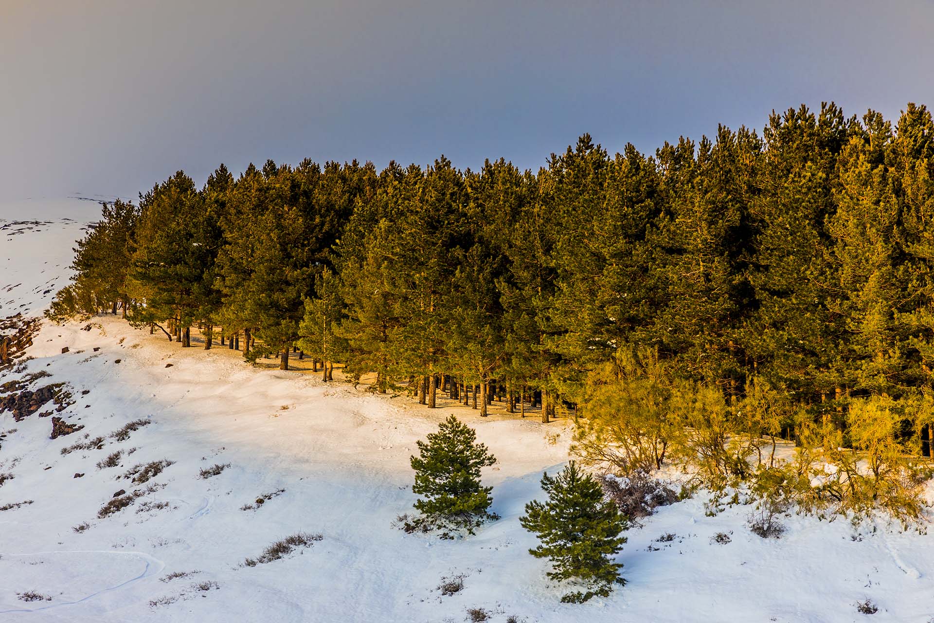 Etna, bosco del sentiero per Schiena dell'Asino
