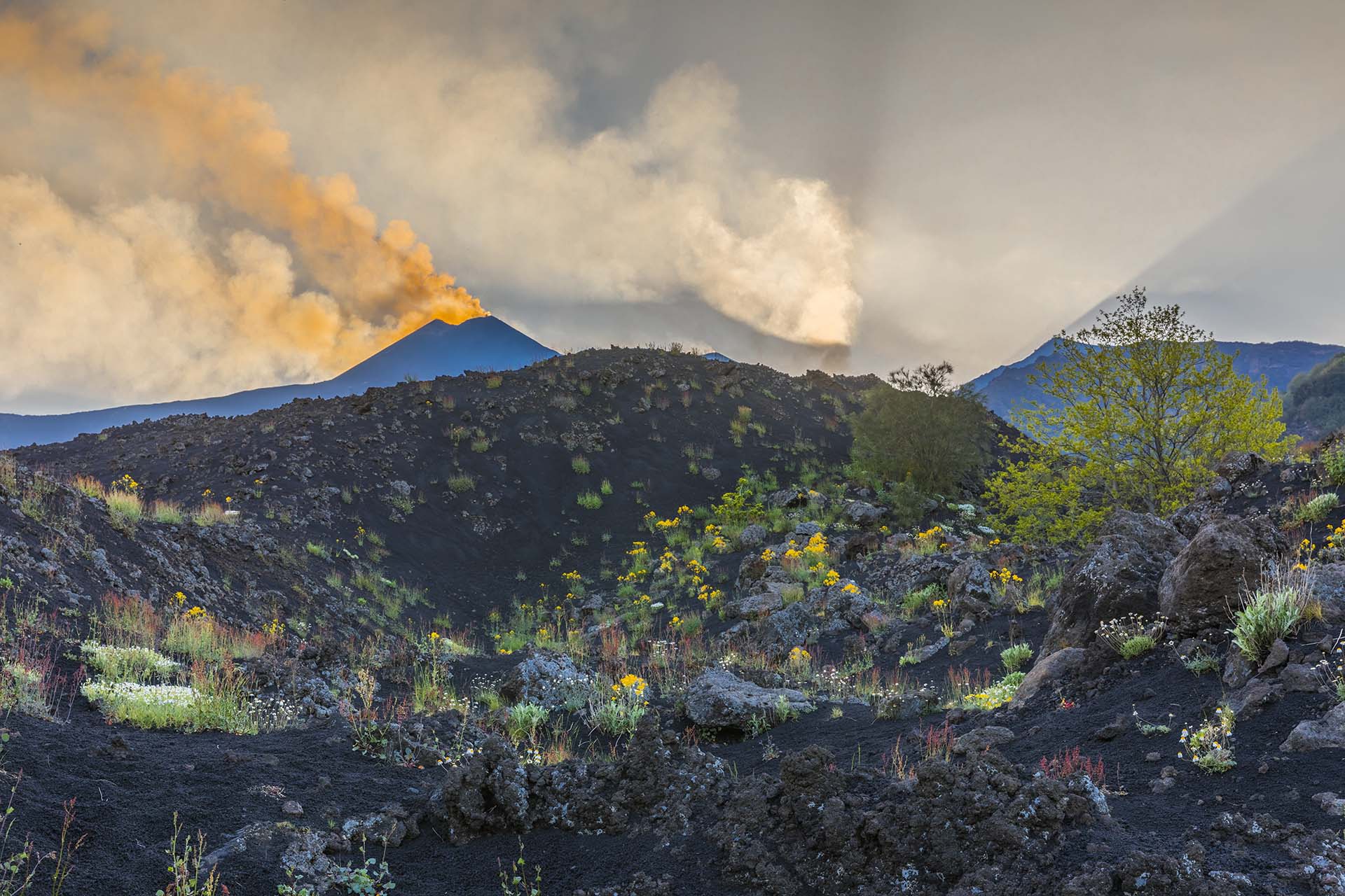 0A1A4833-HDR-Etna, Valle del Bove nel periodo della fioritura