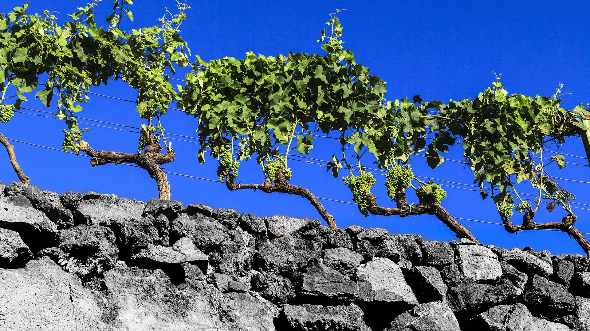 Muretti in pietra lavica, vigneti dell'Etna