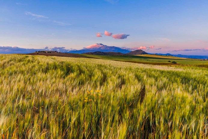 Piana di Catania, campi di grano con vista dell'Etna