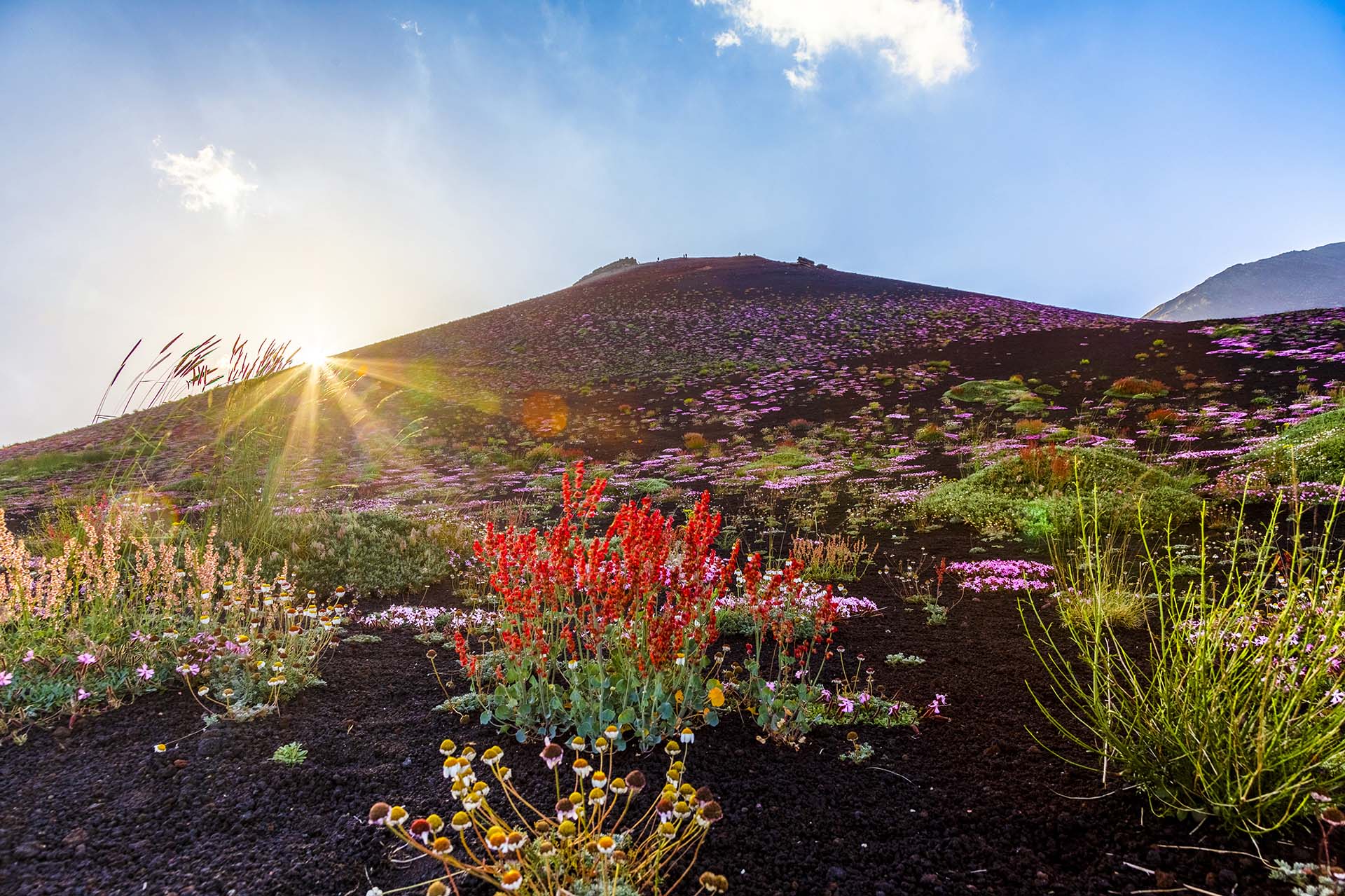 Etna, il cratere Silvestri superiore si veste con un manto di fiori