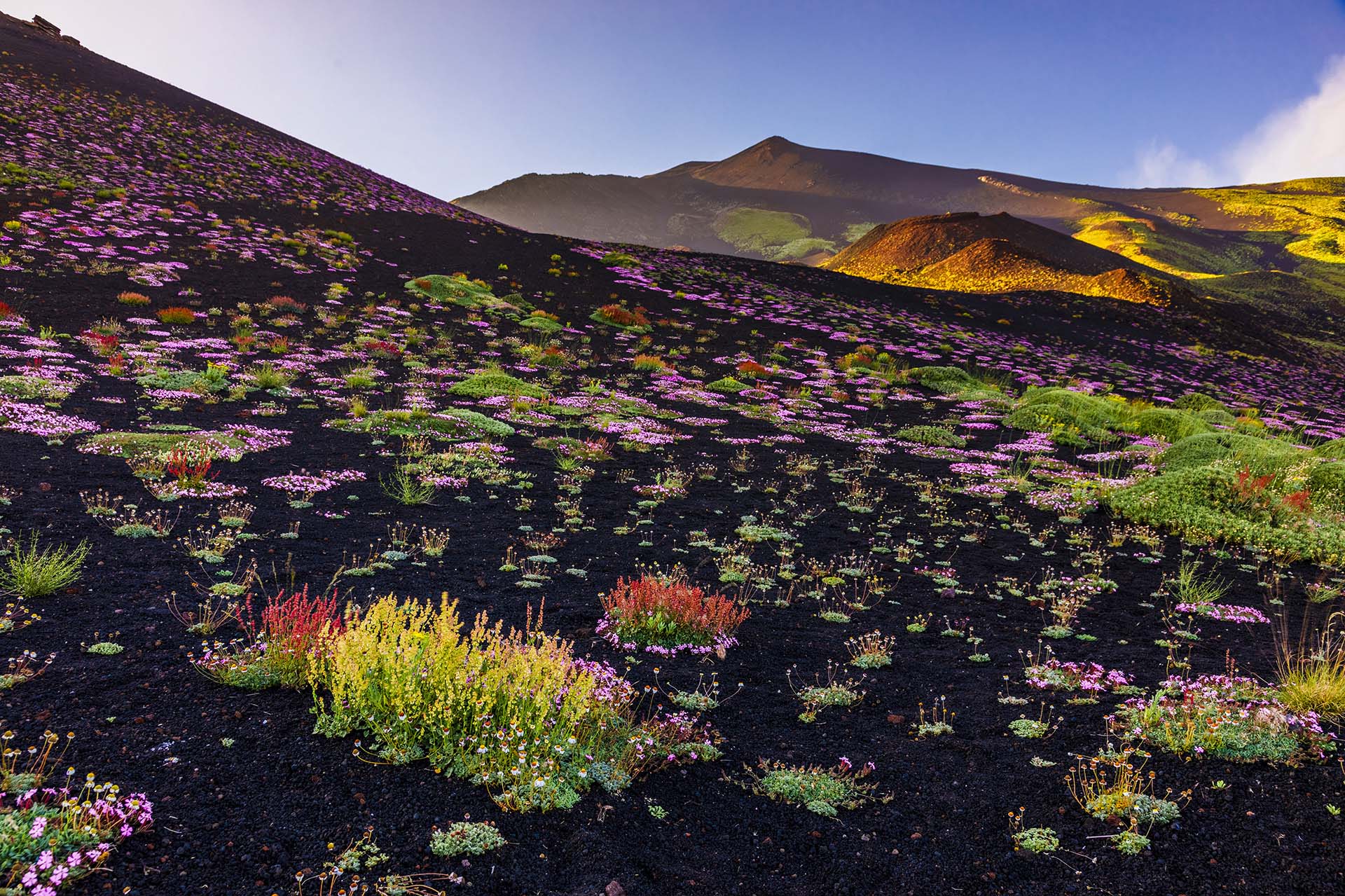 Etna, i crateri Silvestri e Calcarazzi si ricoprono con i fiori di alta quota