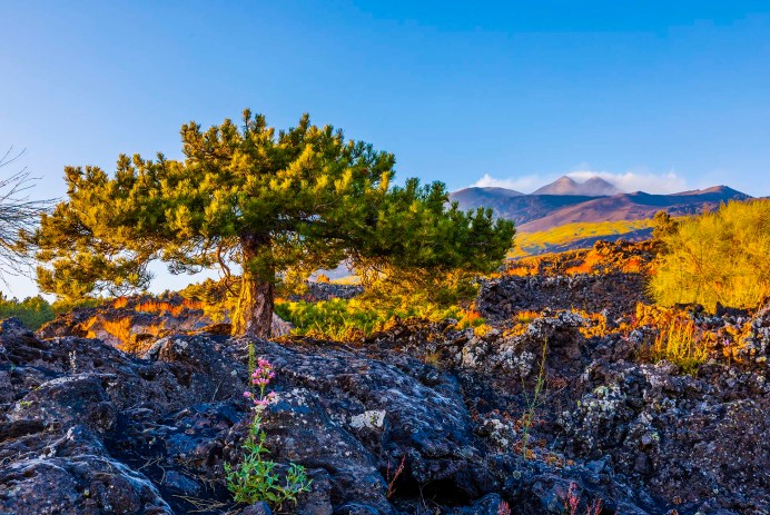 La flora dell'Etna emerge fra le colate laviche sotto i crateri sommitali