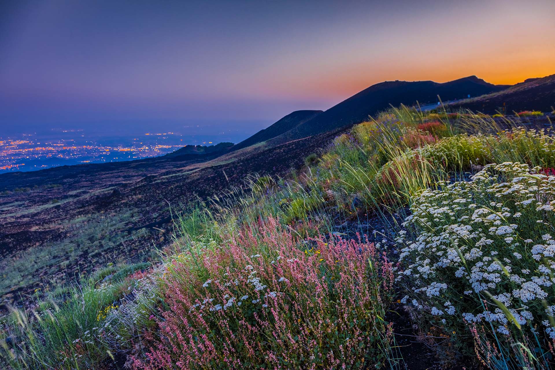 Etna, fiori al crepuscolo ai crateri Silvestri
