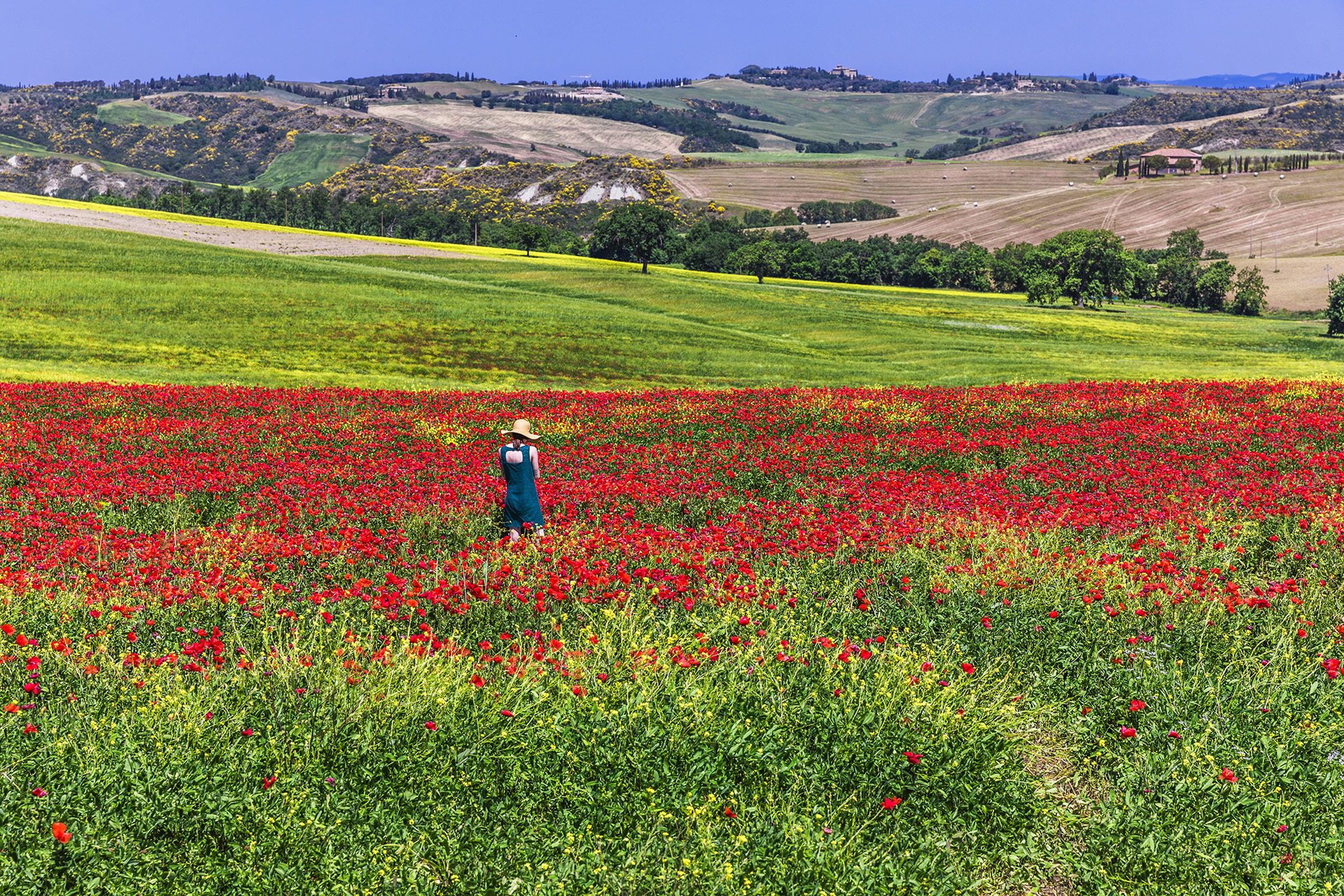 Toscana, campi di papaveri in Val d'Orcia