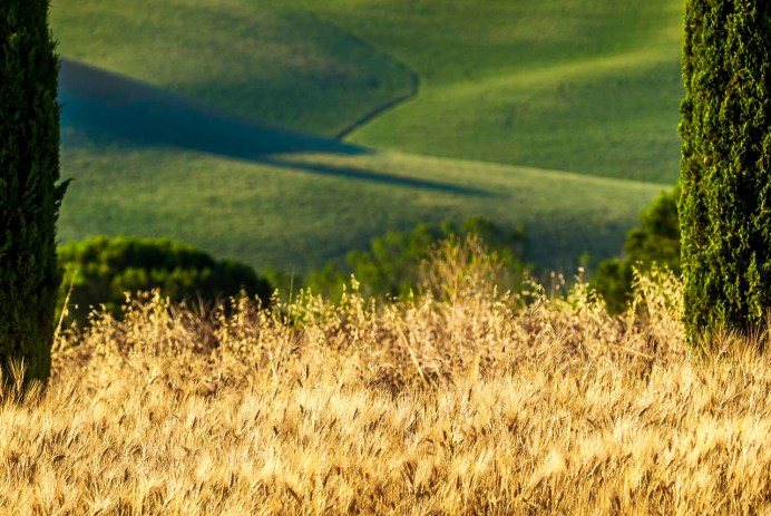 Toscana, campi di grano in Val D'Orcia