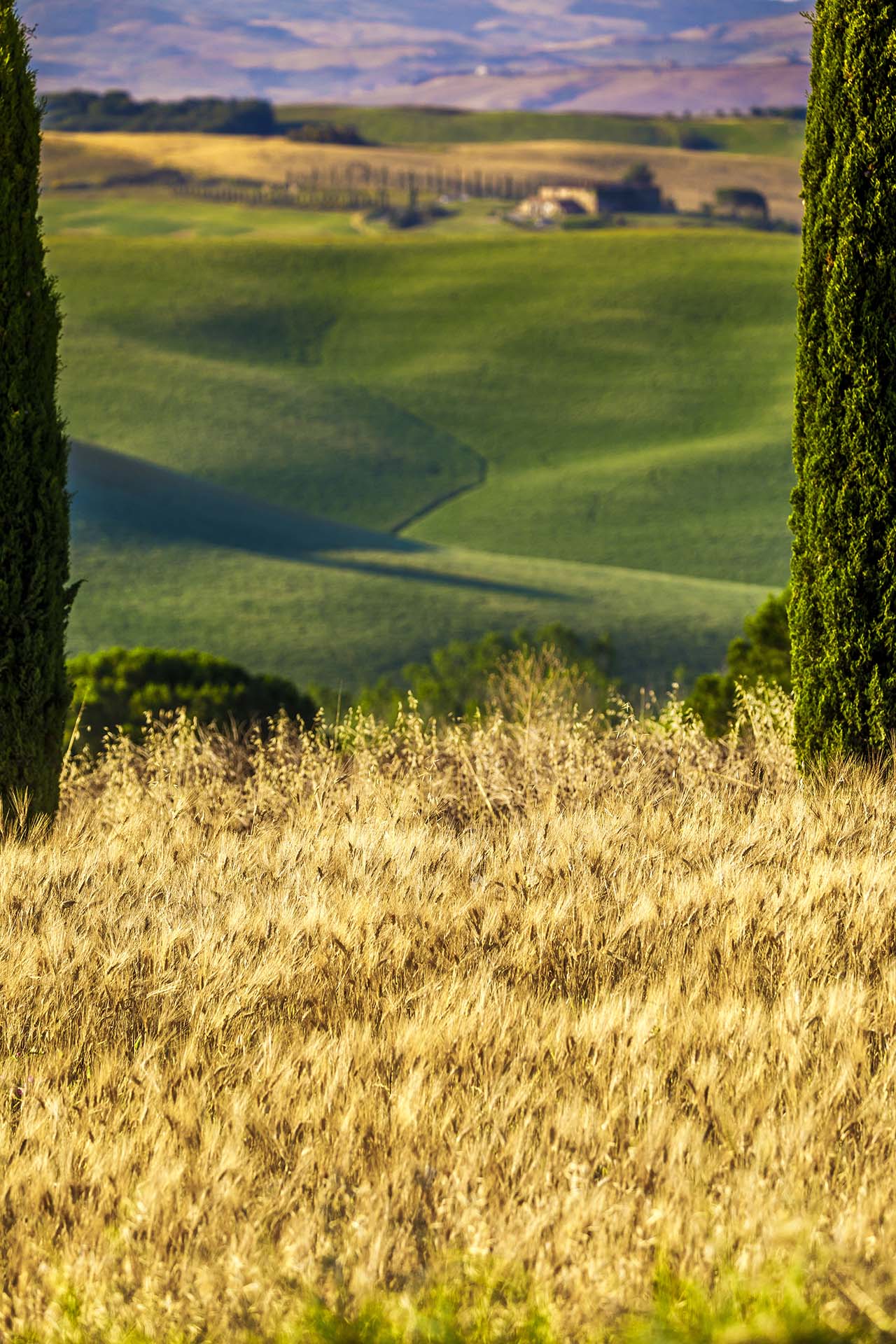 Toscana, campi di grano in Val D'Orcia