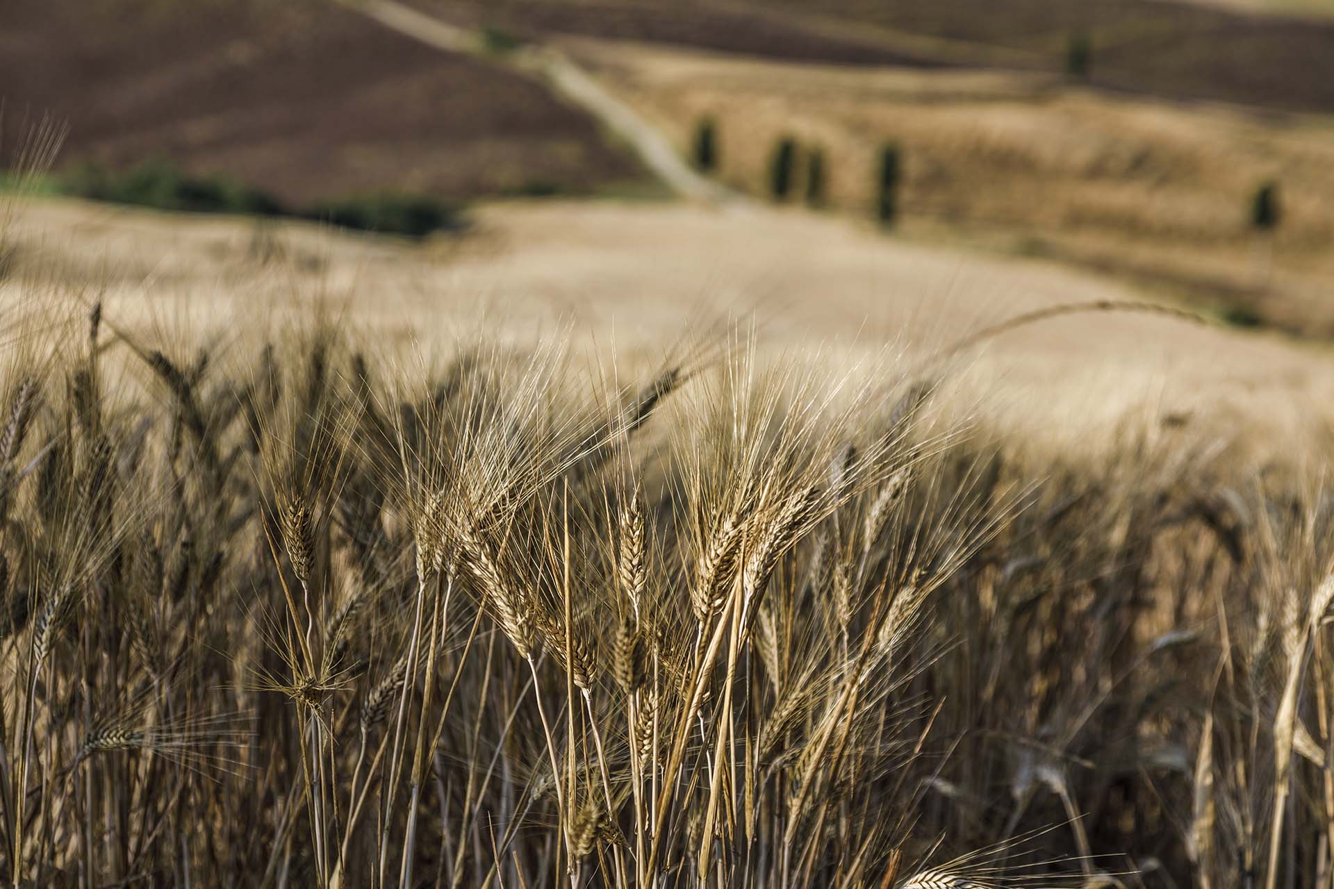 Toscana Val d'Orcia, campi di grano a Pienza