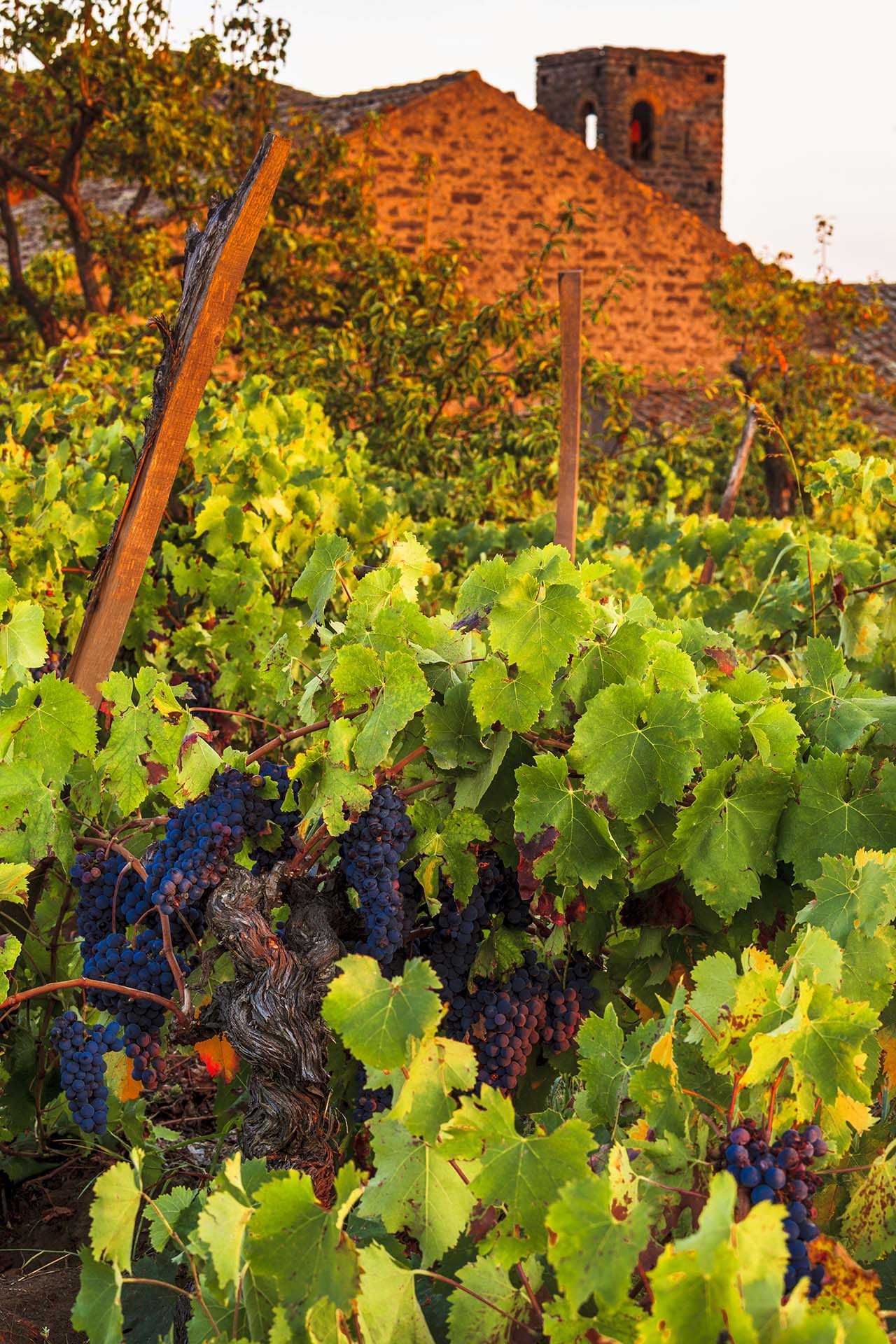Etna, vigneti del versante ovest