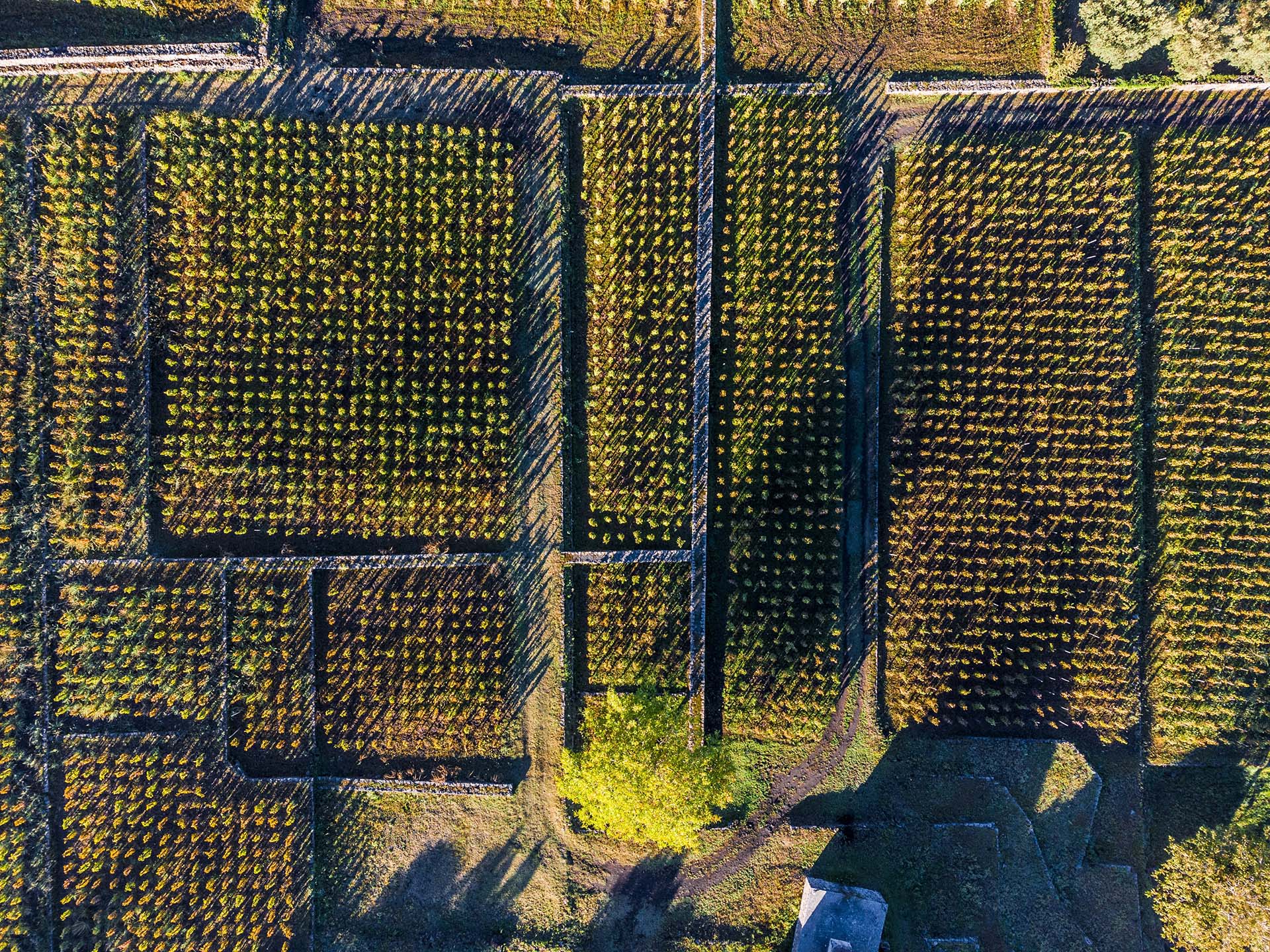Etna, la geometria dei vigneti