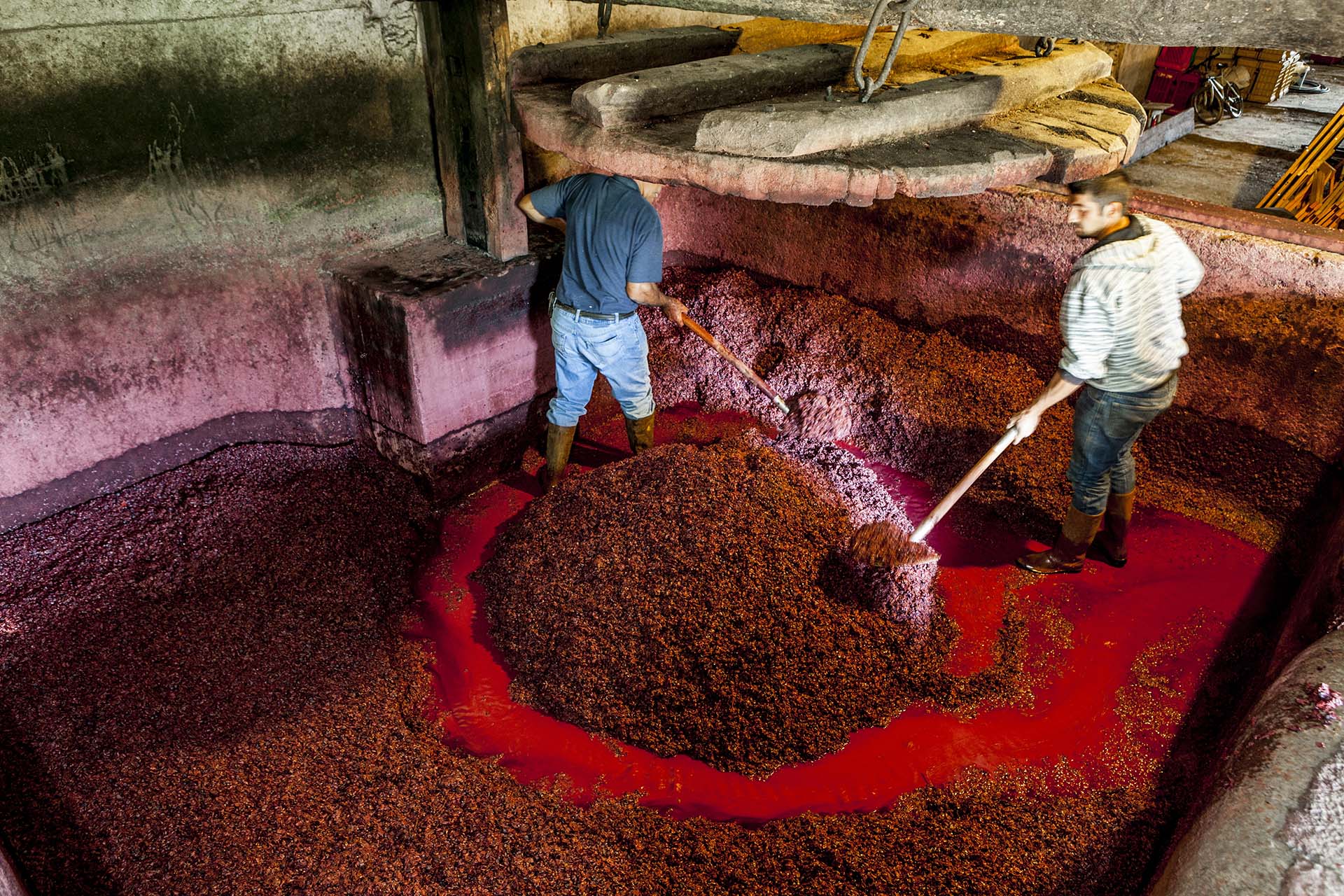 La torchiatura tradizionale dell'uva in un palmento Etneo
