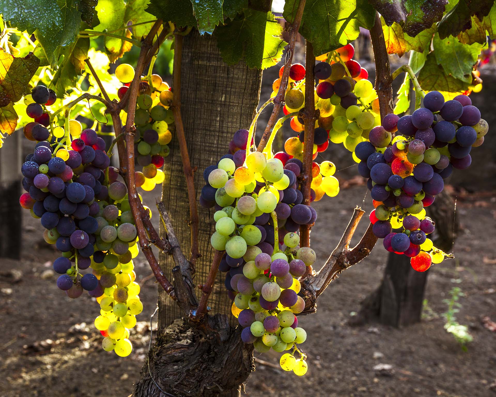 Etna, i colori dell'uva