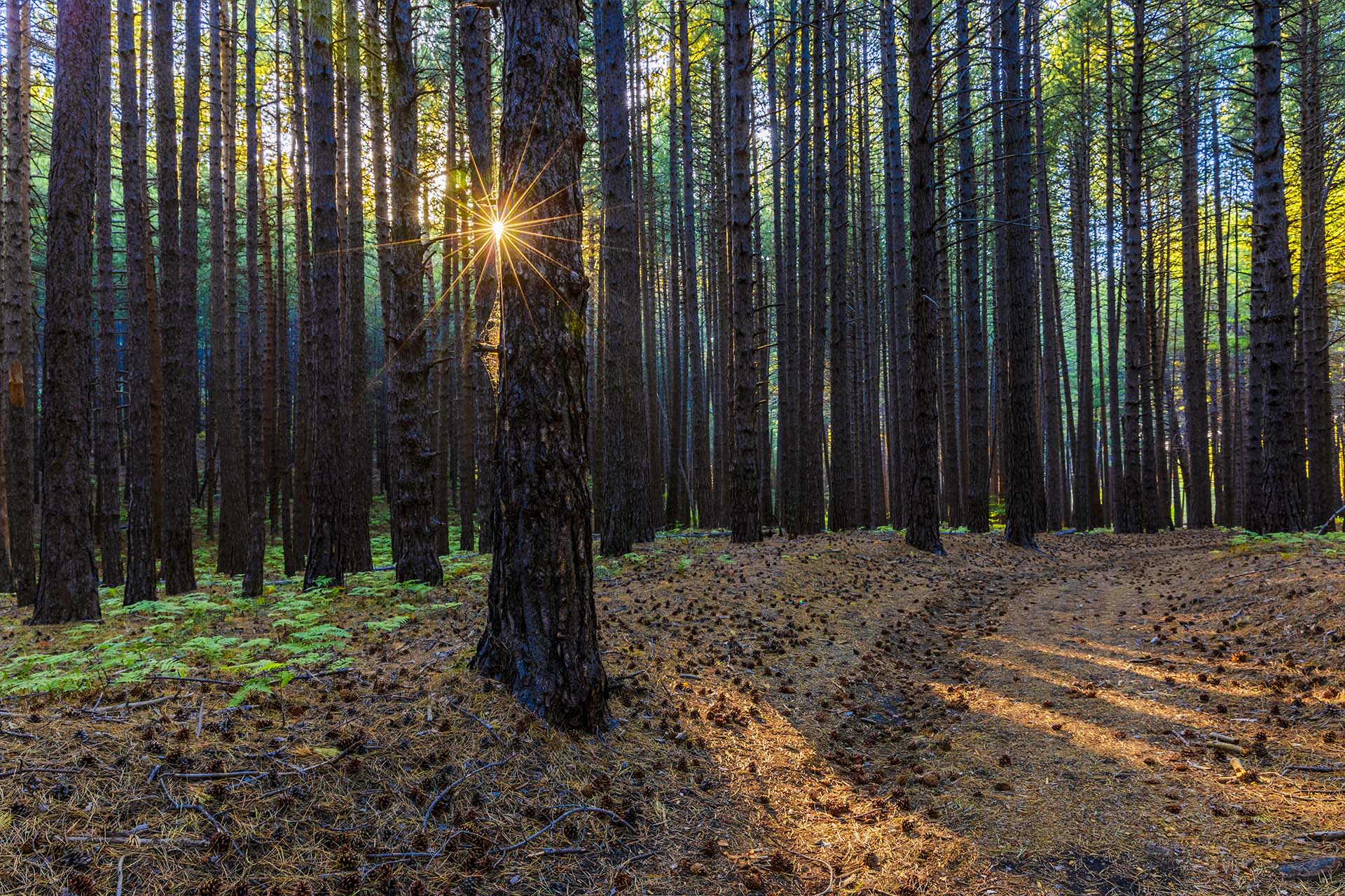 Etna ovest, bosco di Monte Albano