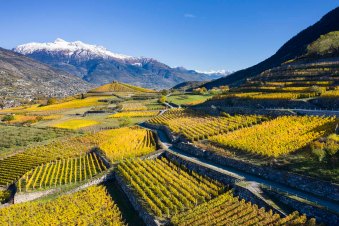 Valle d'Aosta in Autunno: Un Tripudio di Colori tra i Vigneti.