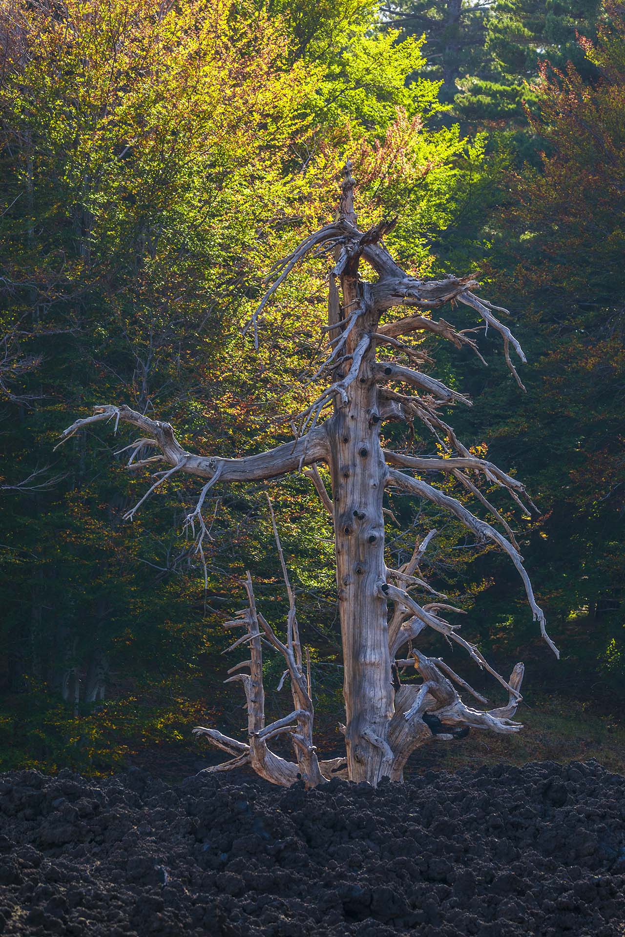 Etna, Piano Provenzana, albero bruciato dalla lava del 2002