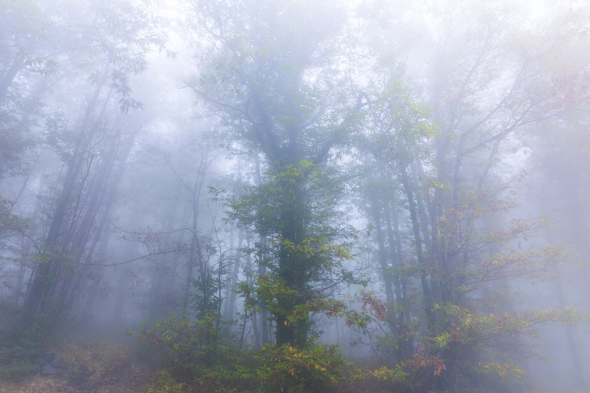 Etna, Milo, castagneto di Pietracannone