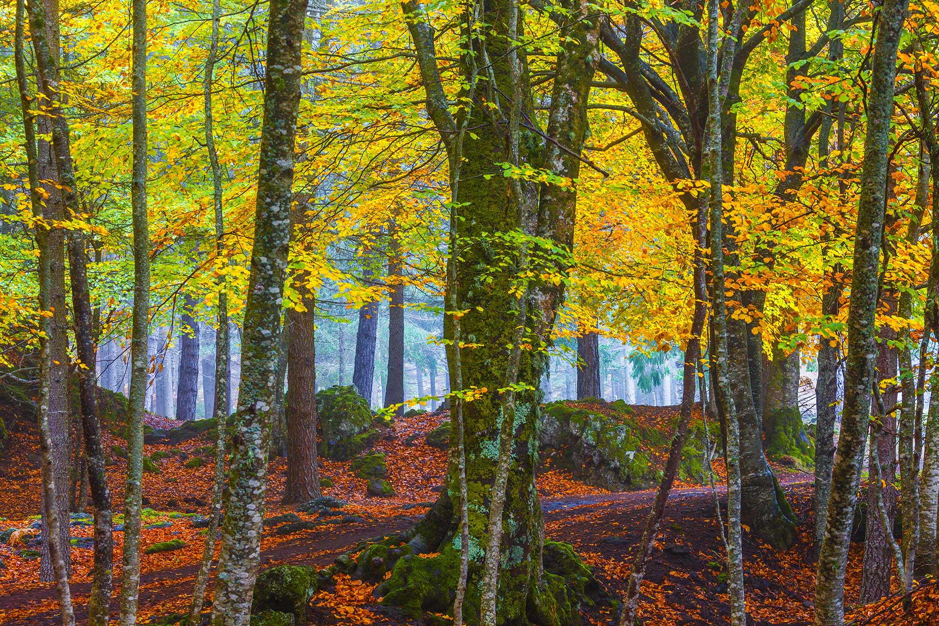 Etna, il bosco di Monte Spagnolo