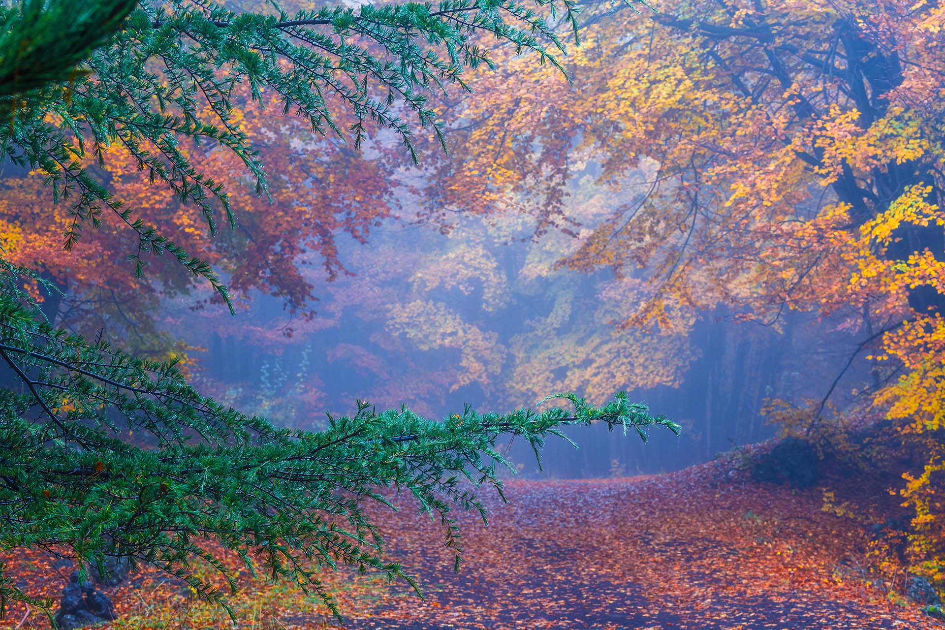Etna, il bosco Maletto in autunno