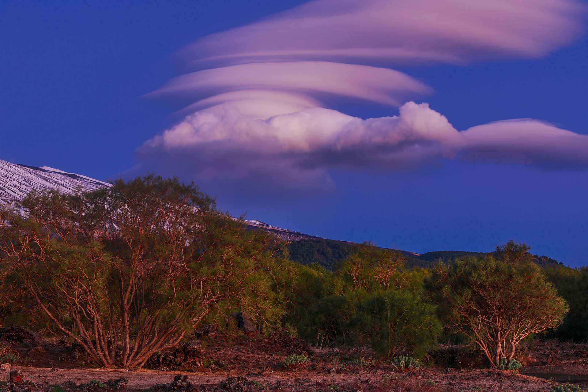 Etna, Ginestre di Piano dei Grilli con la Contesa dei Venti