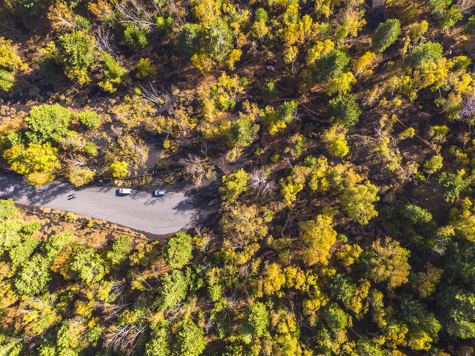 Etna versante nord, il bosco in autunno sotto i Monti Conconi
