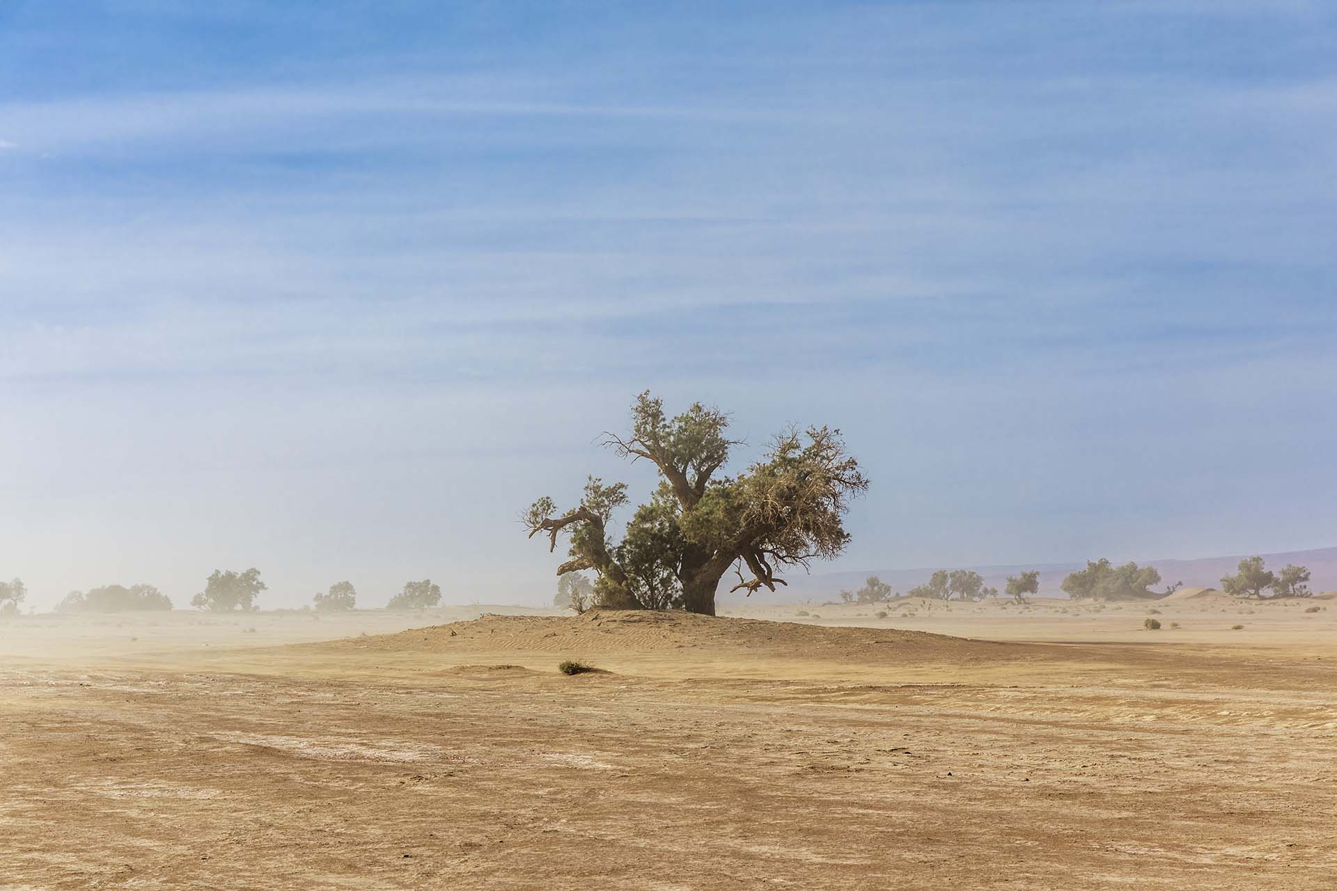 Marocco, vegetazione lungo la pista nel deserto di Zagora per L'Oasis Sacrèe
