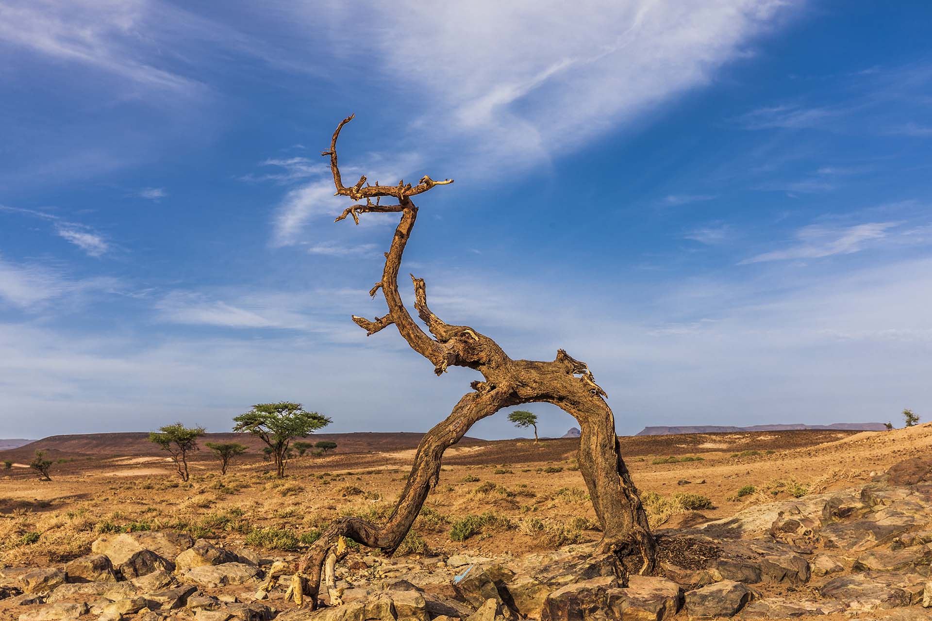 Marocco, deserto di Zagora, sculture arboree nell'Oasis Sacrèe