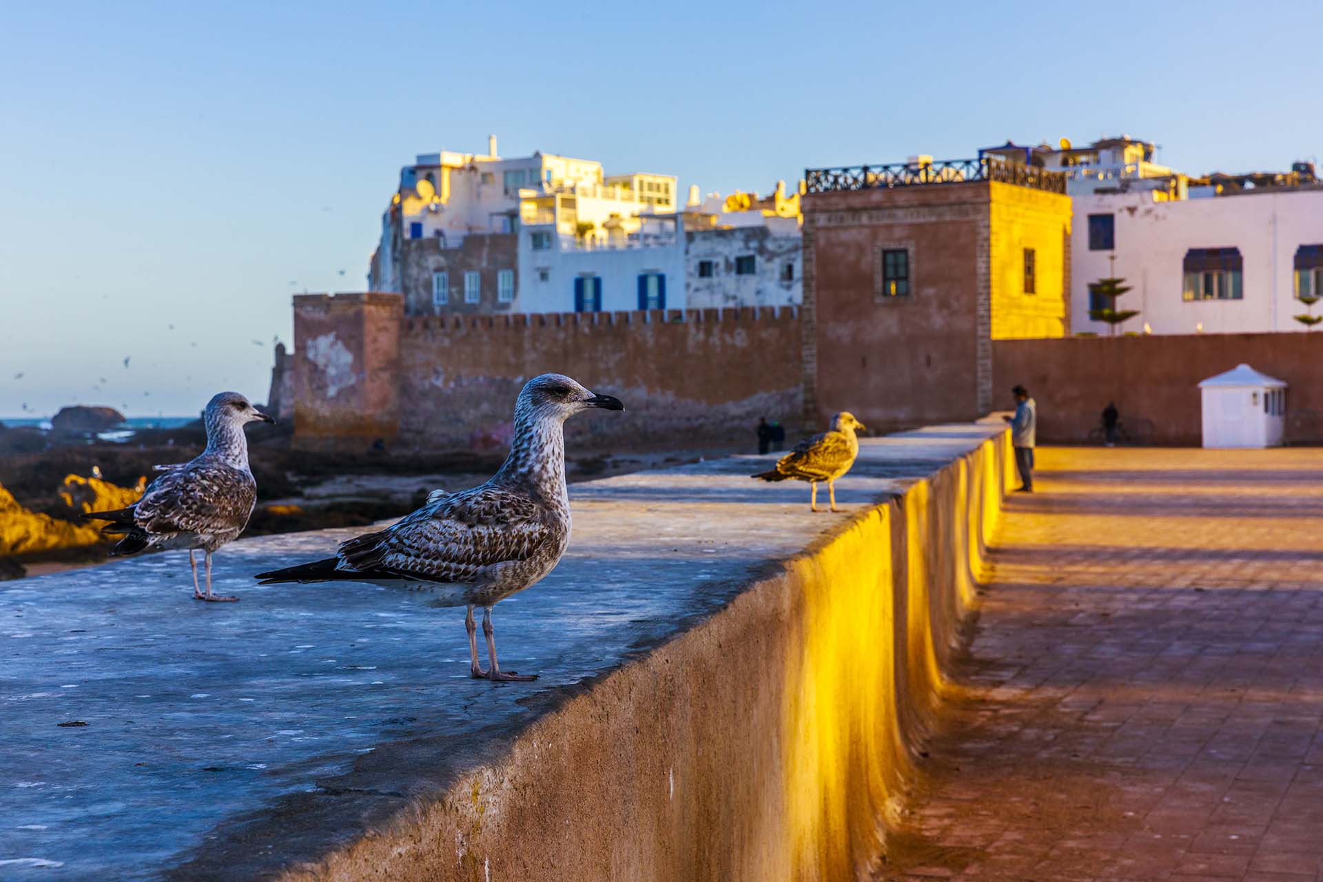 Marocco, i gabbiani di Essouira