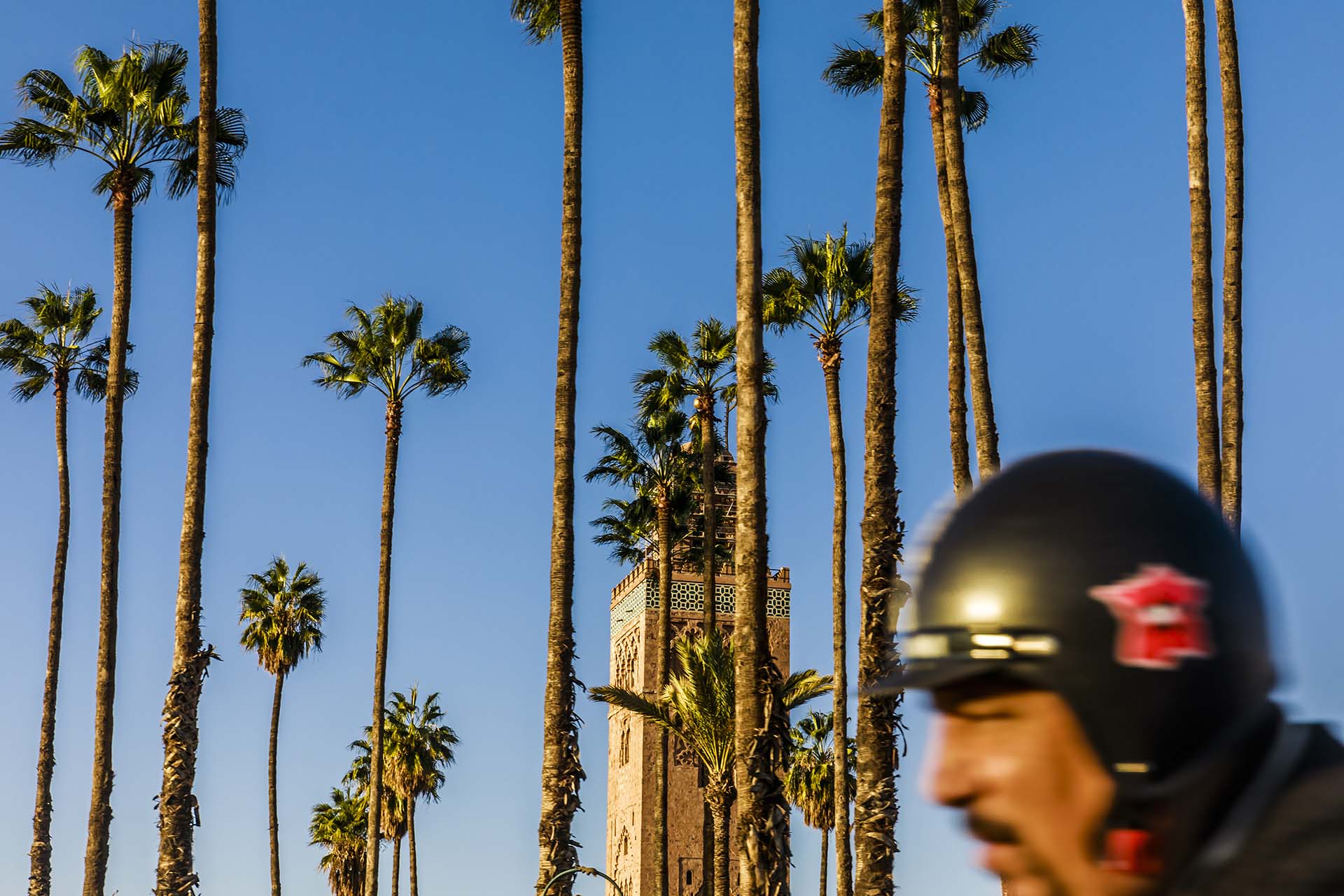 Marocco, il palmeto della Moschea di Koutoubia a Marrakesh