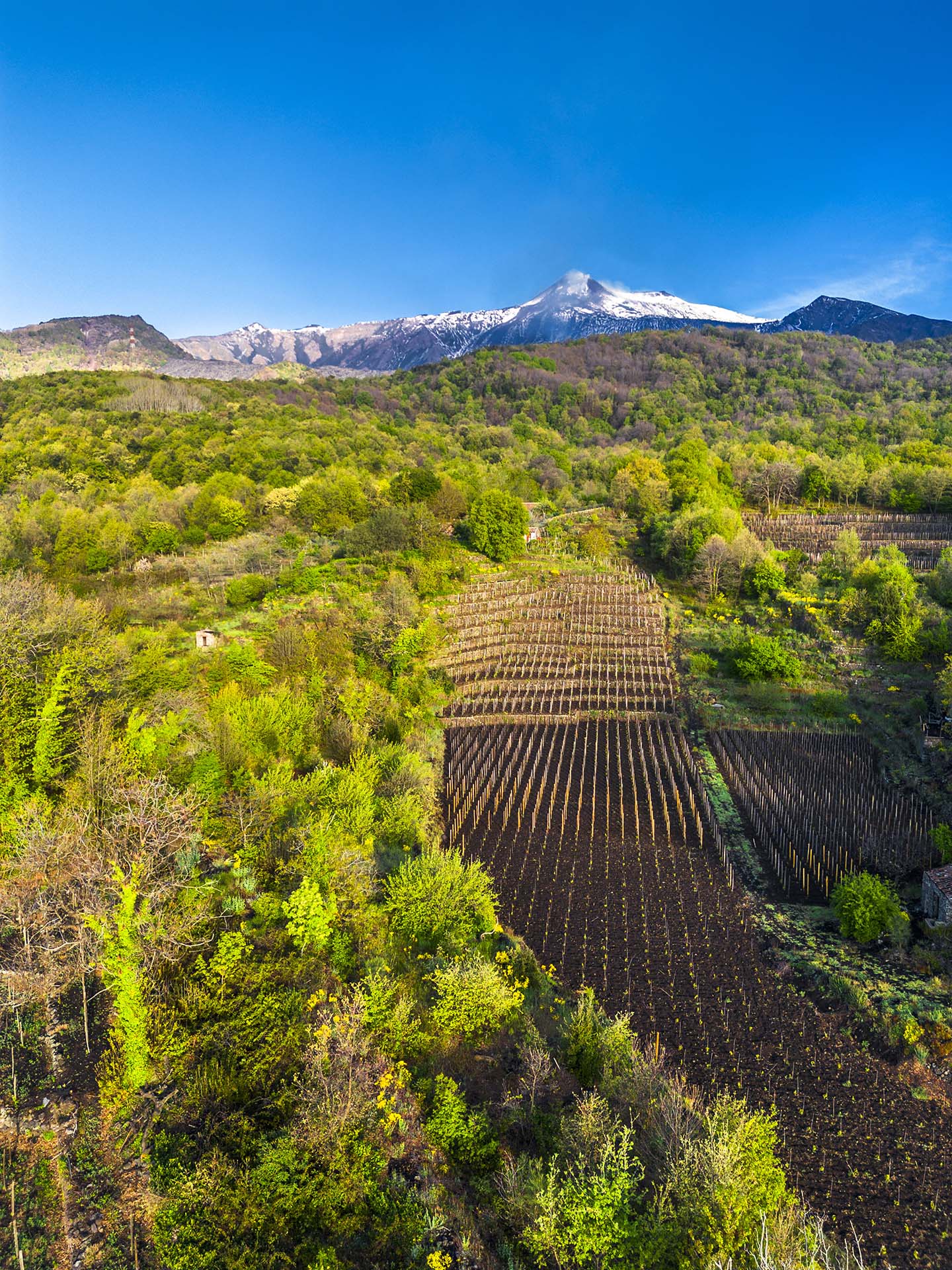 Etna, vigneto nel bosco di Milo