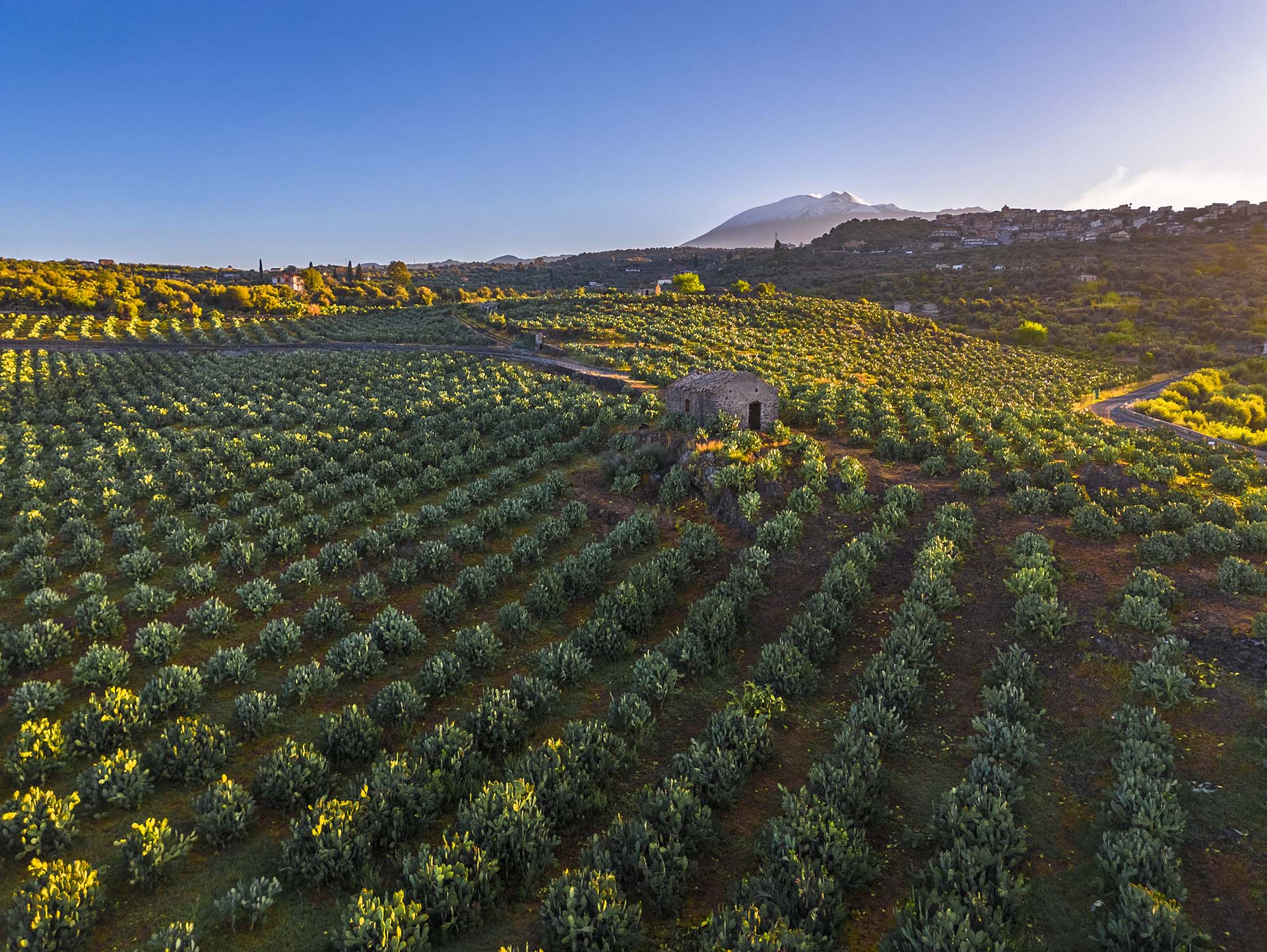 Etna, campo di ficodindia nel territoria di Santa Maria di Licodia