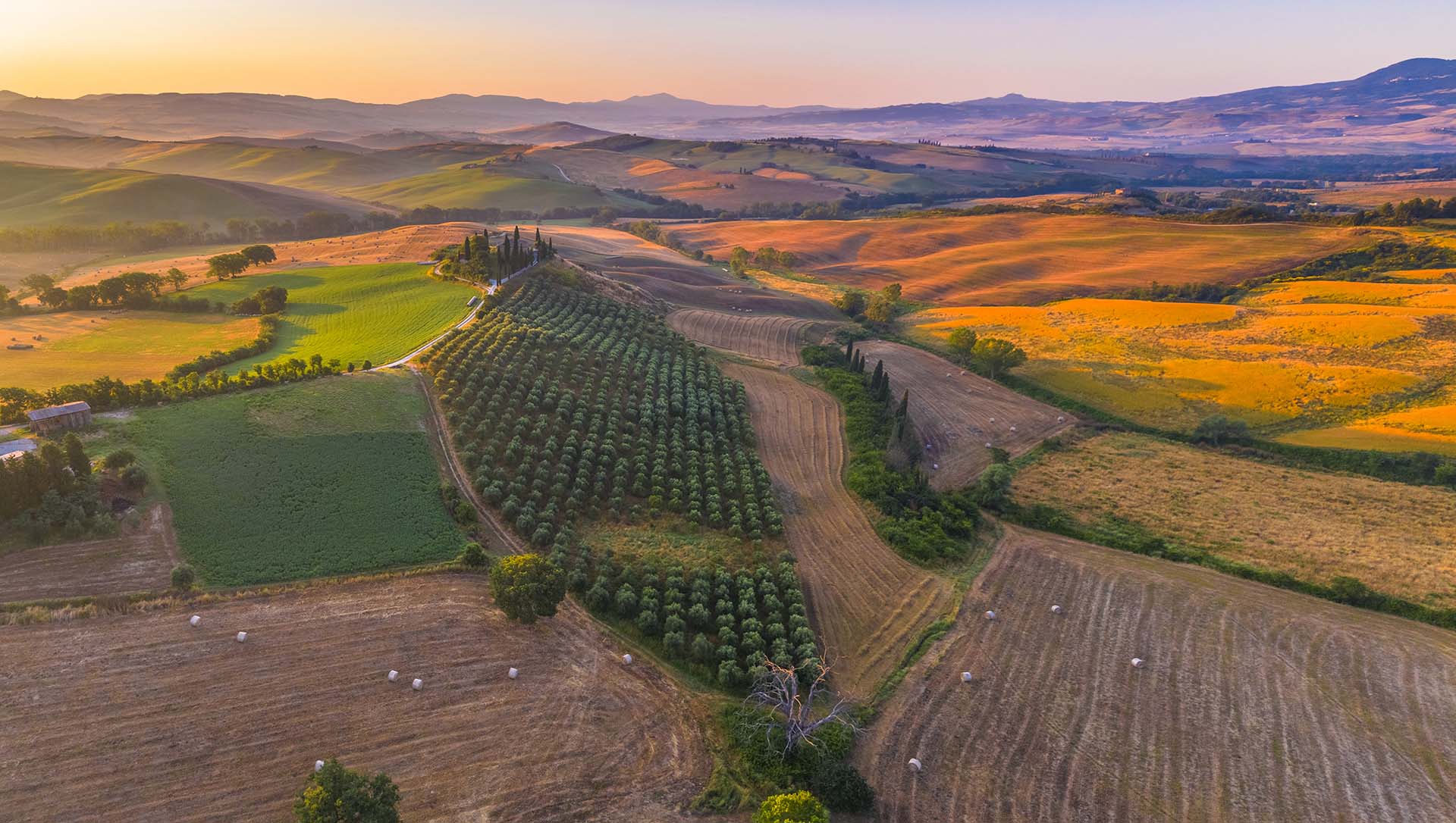 Toscana, un giardino di ulivi nelle colline della Val d'Orcia