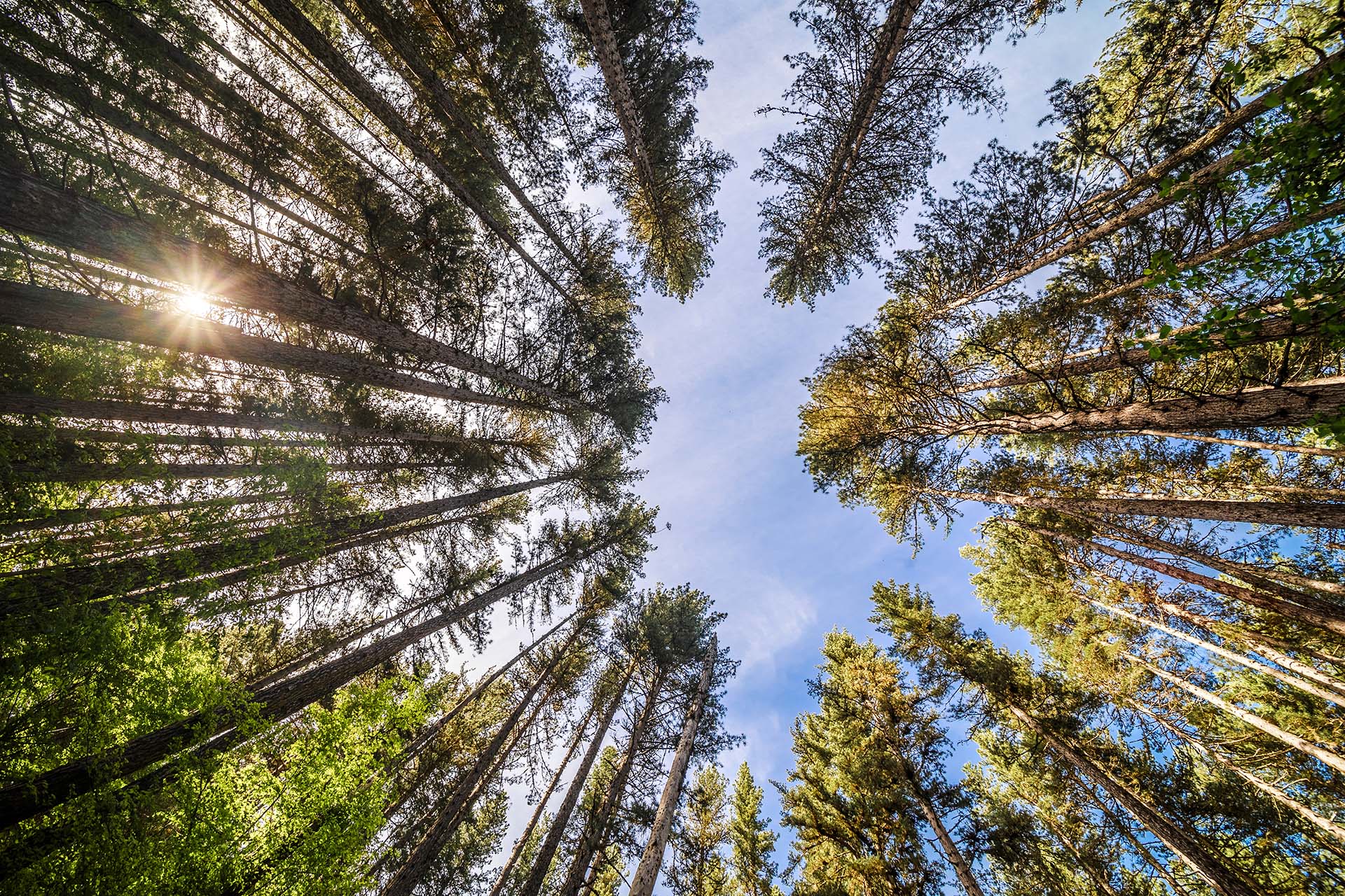 calabria, Sila Grande, bosco di fossiata