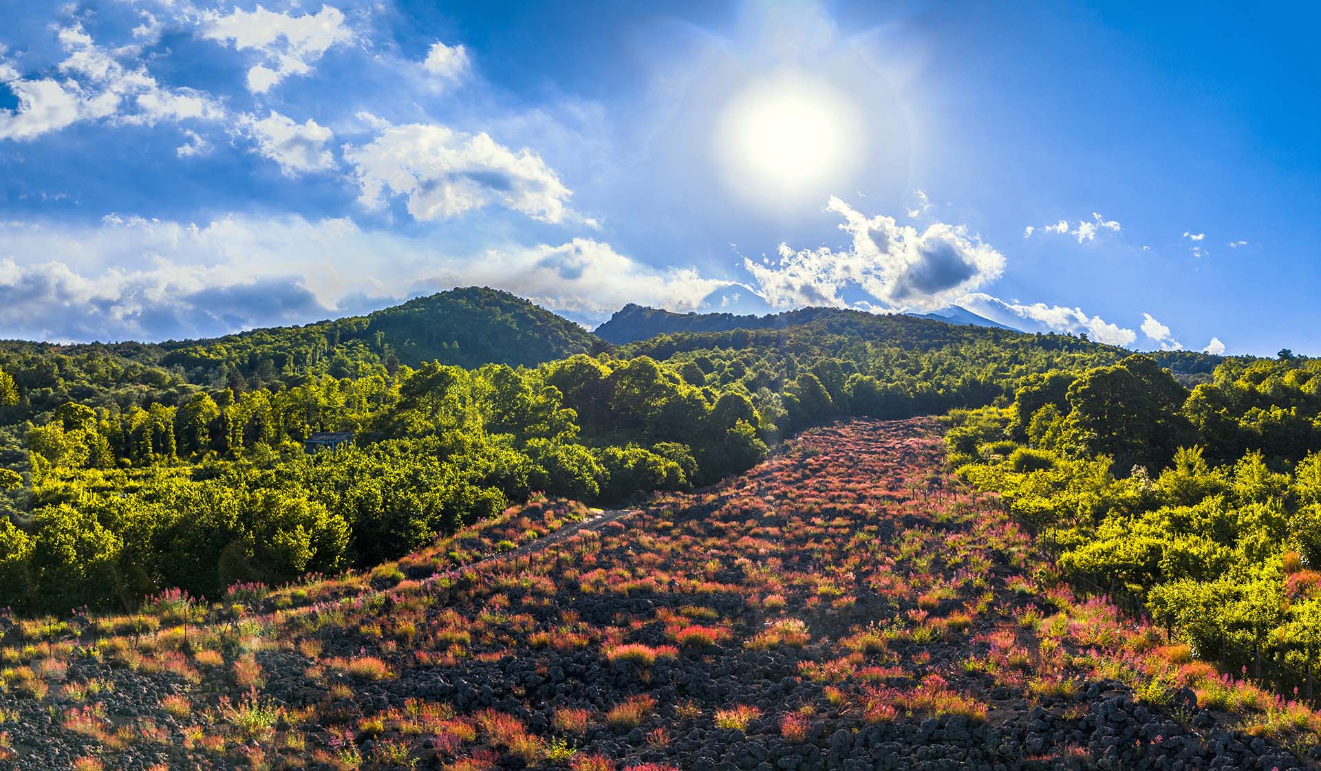 Etna, colata lavica infiorata tra i boschi di Fornazzo